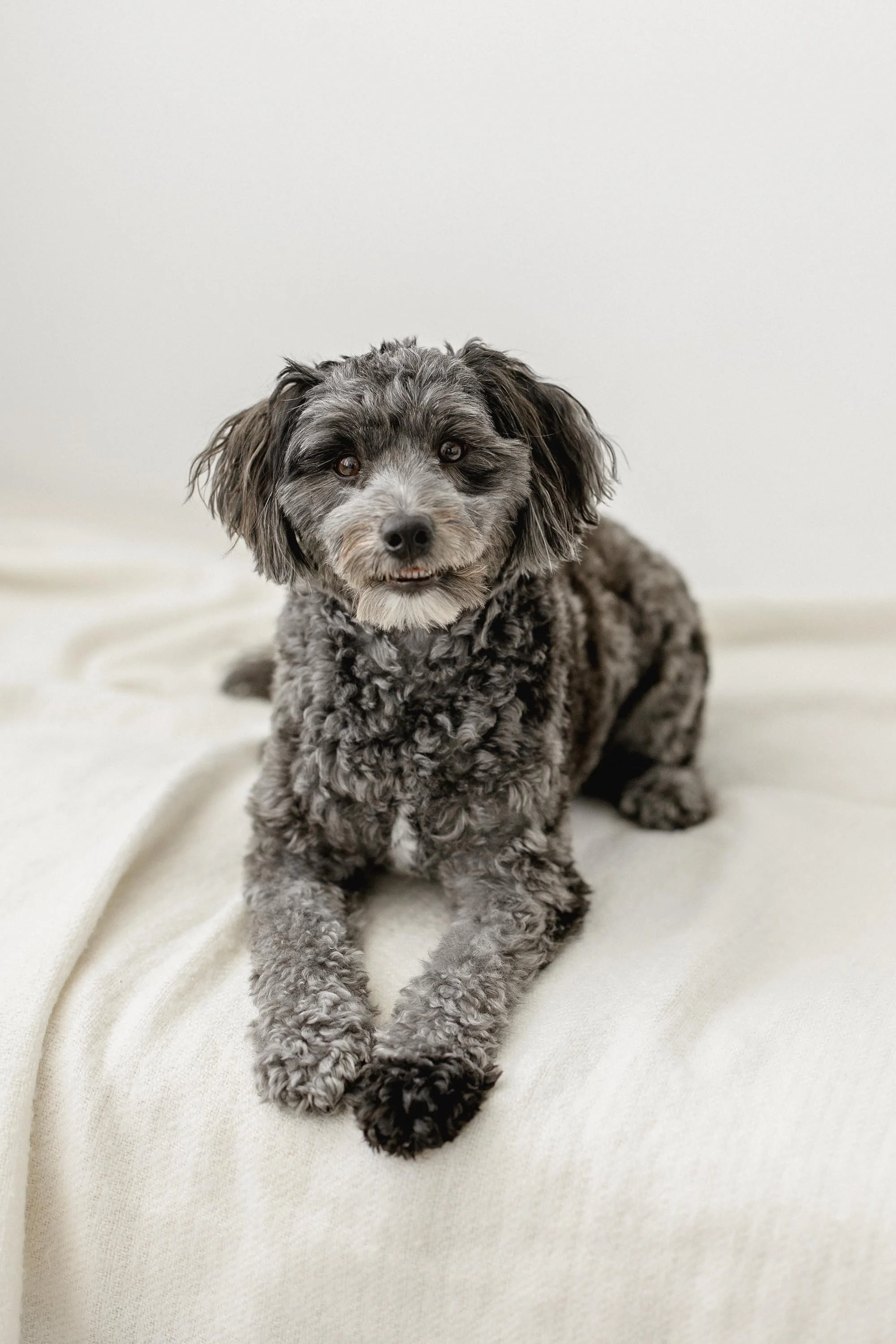 A small curly gray and black dog lying on a cream-colored fabric surface with a plain white background.