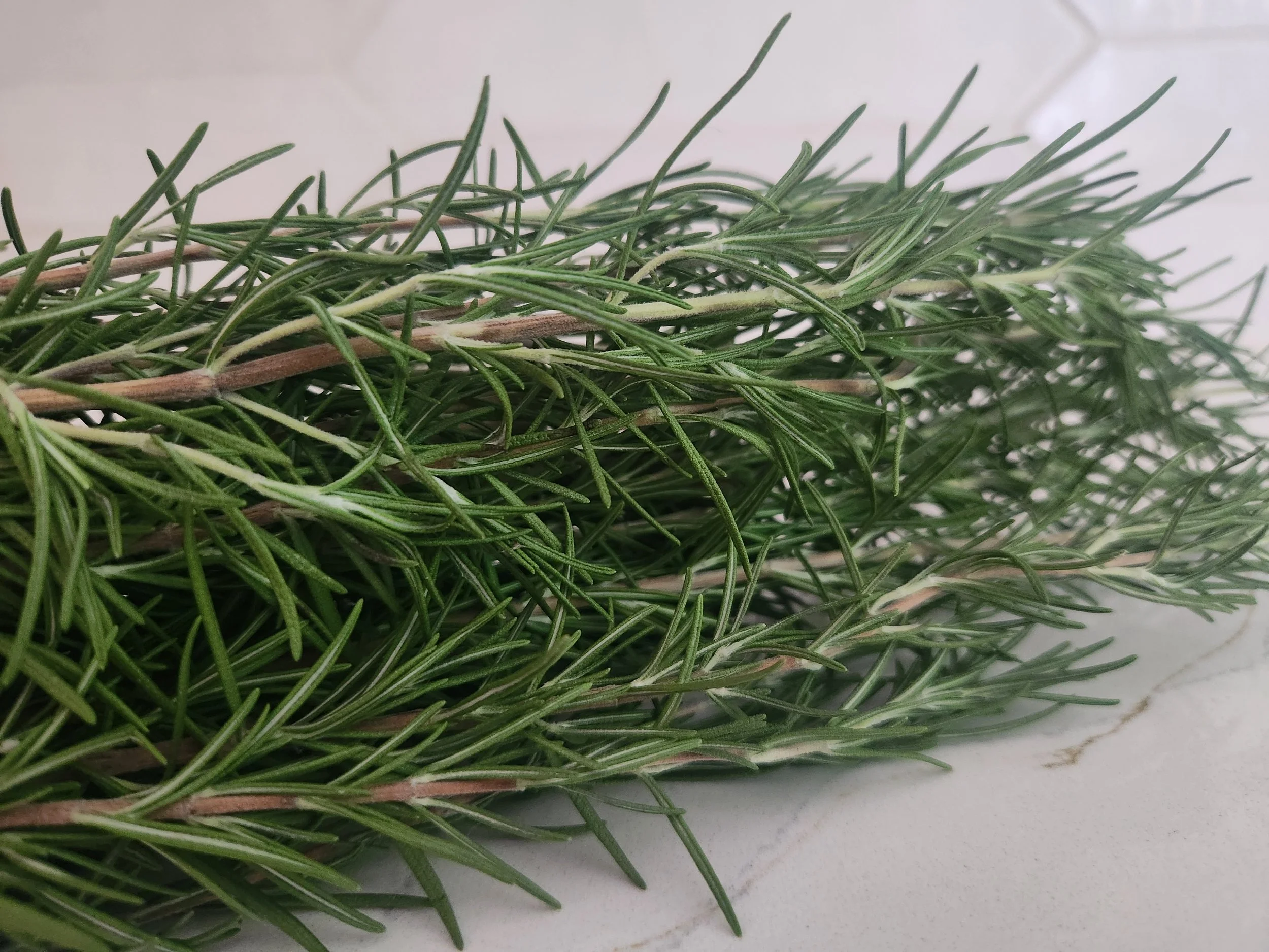 Rosemary bunch.jpg