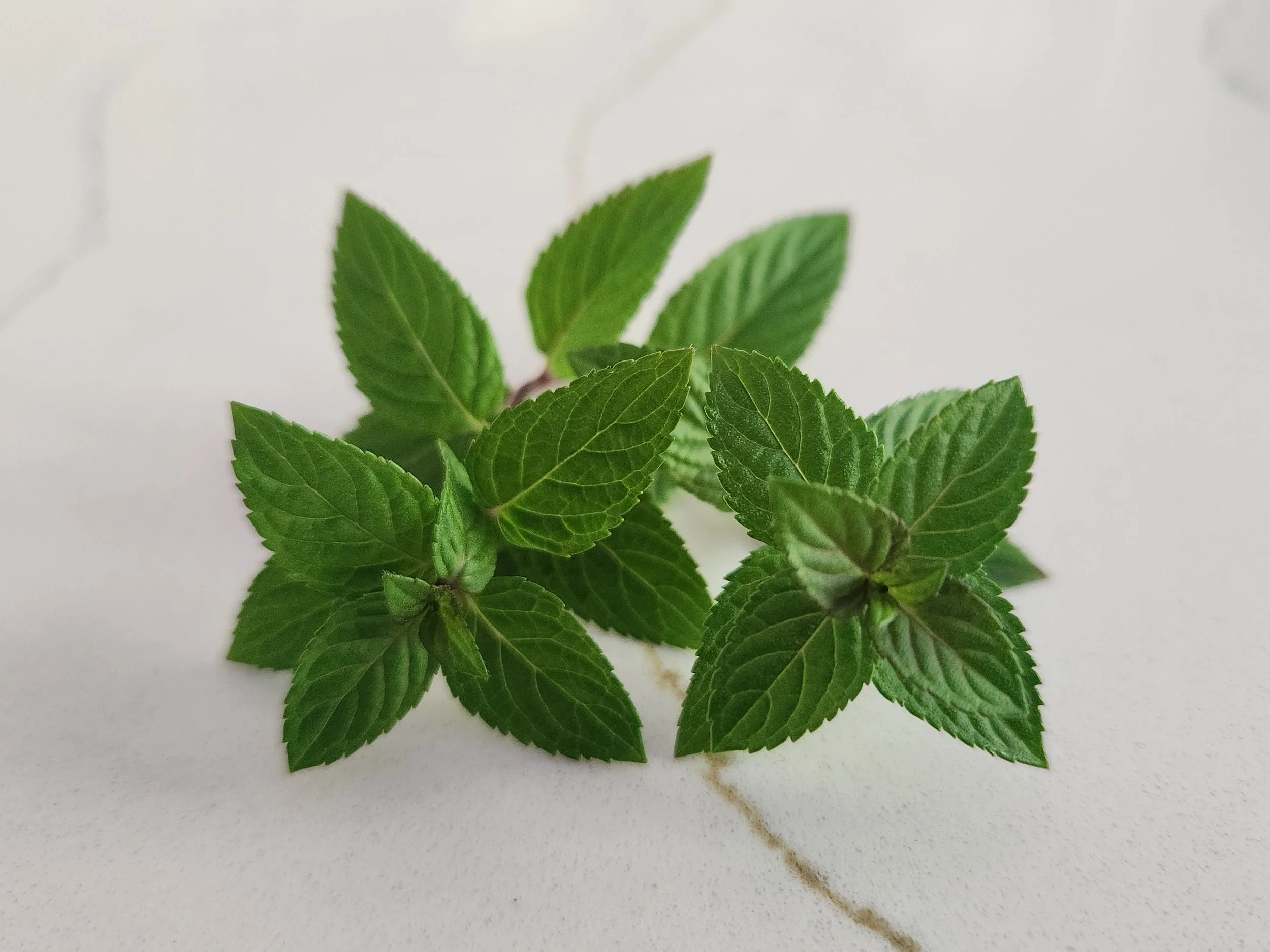 Sprig of mint.jpg