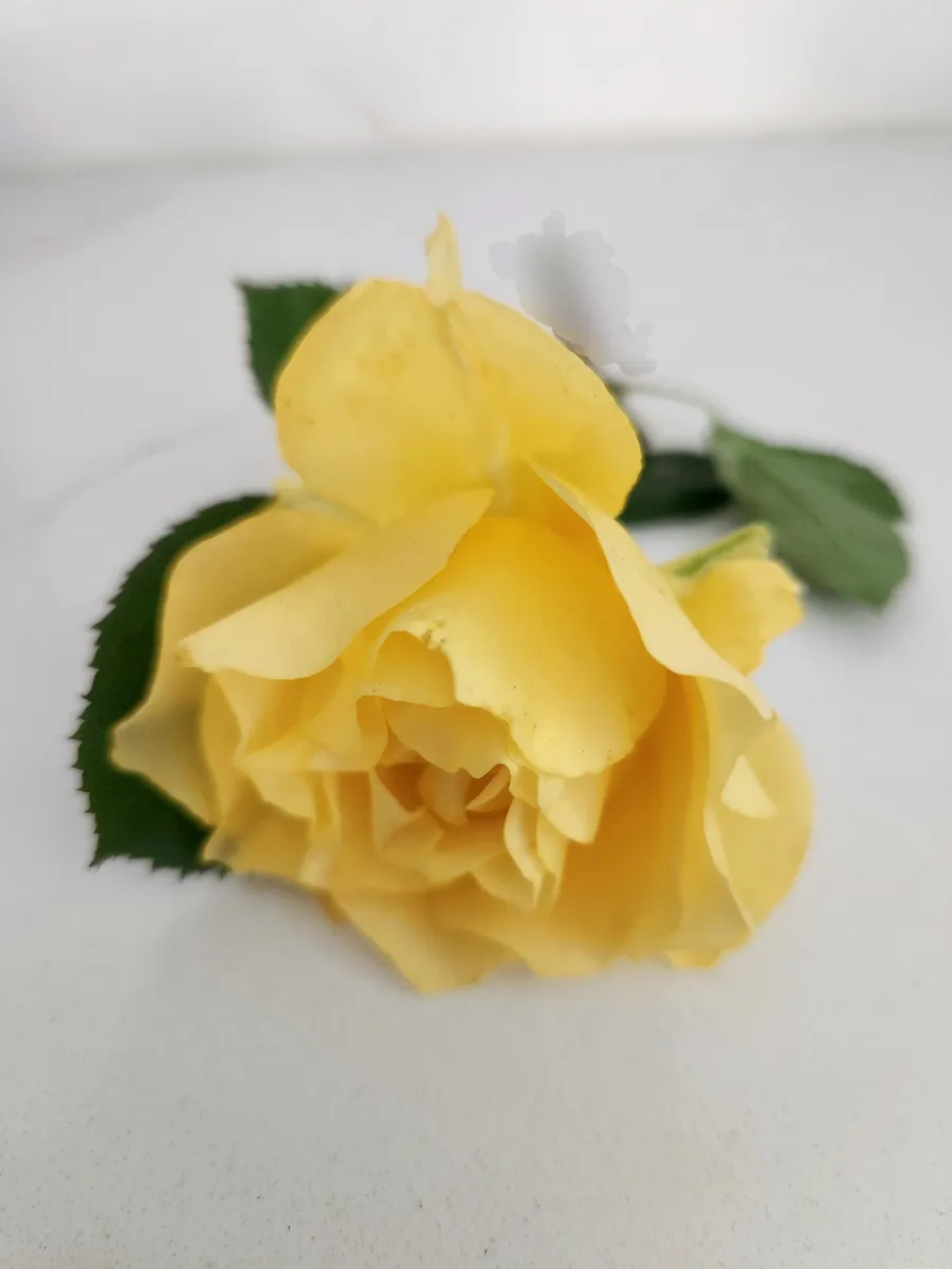 Yellow Rose.png