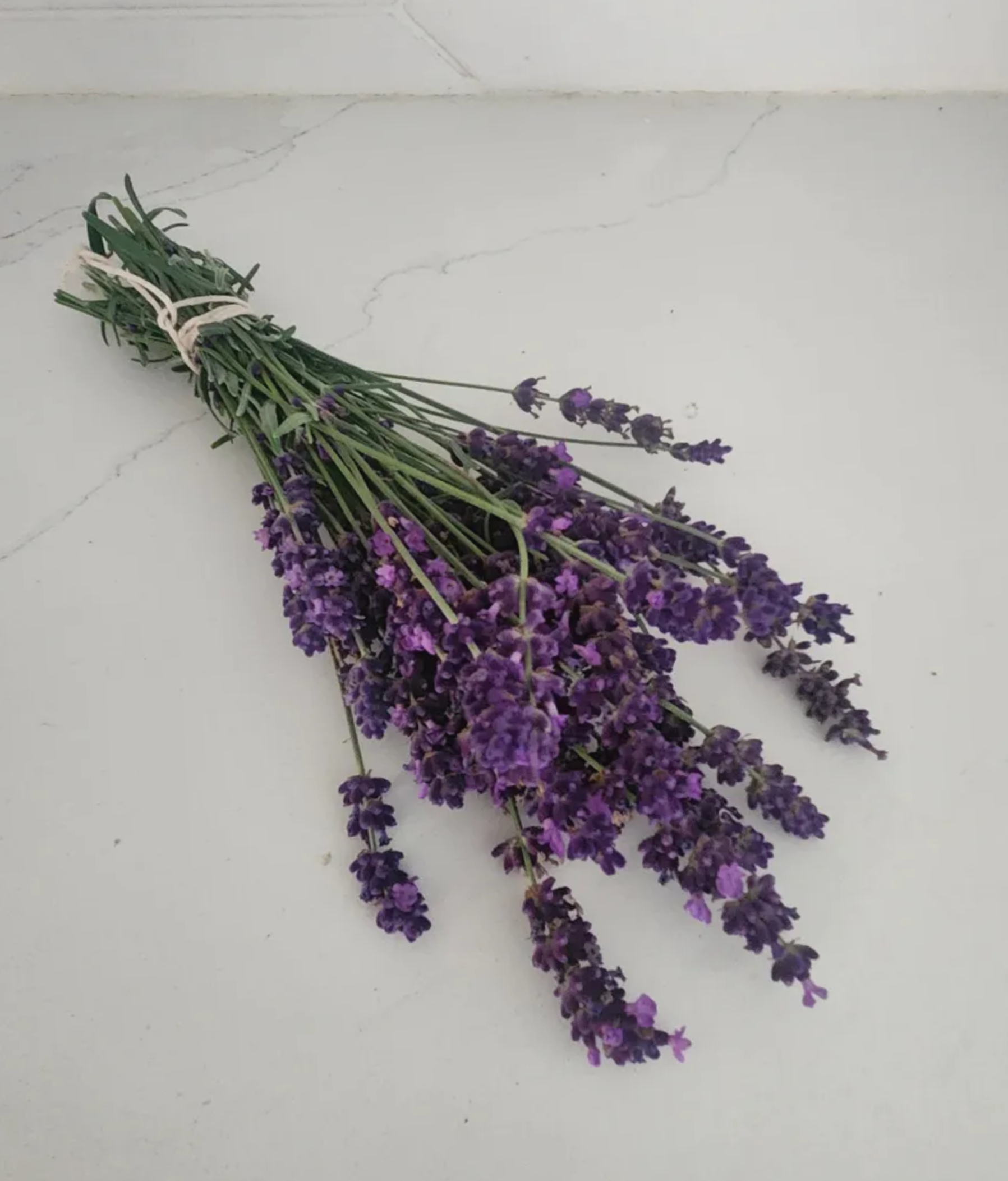 Lavender+bunch.png