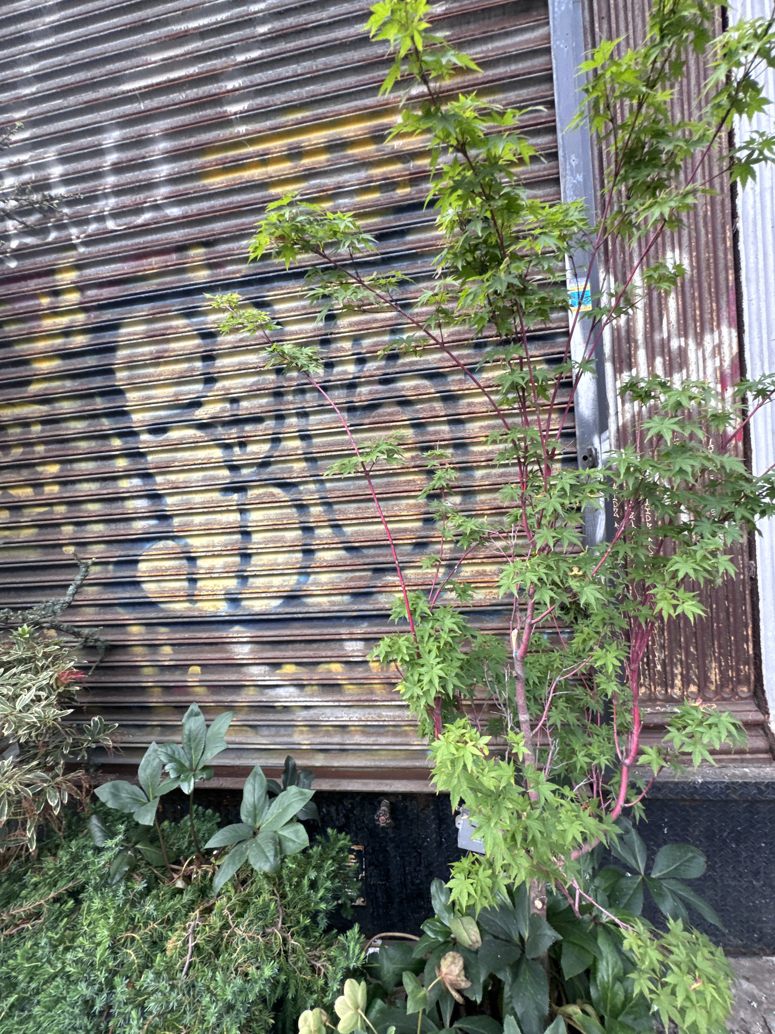 IMG_7053.jpeg