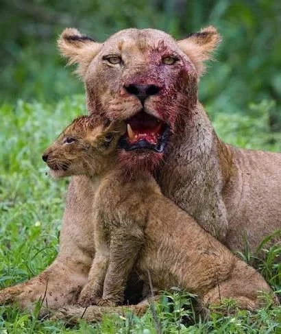 The Lioness
