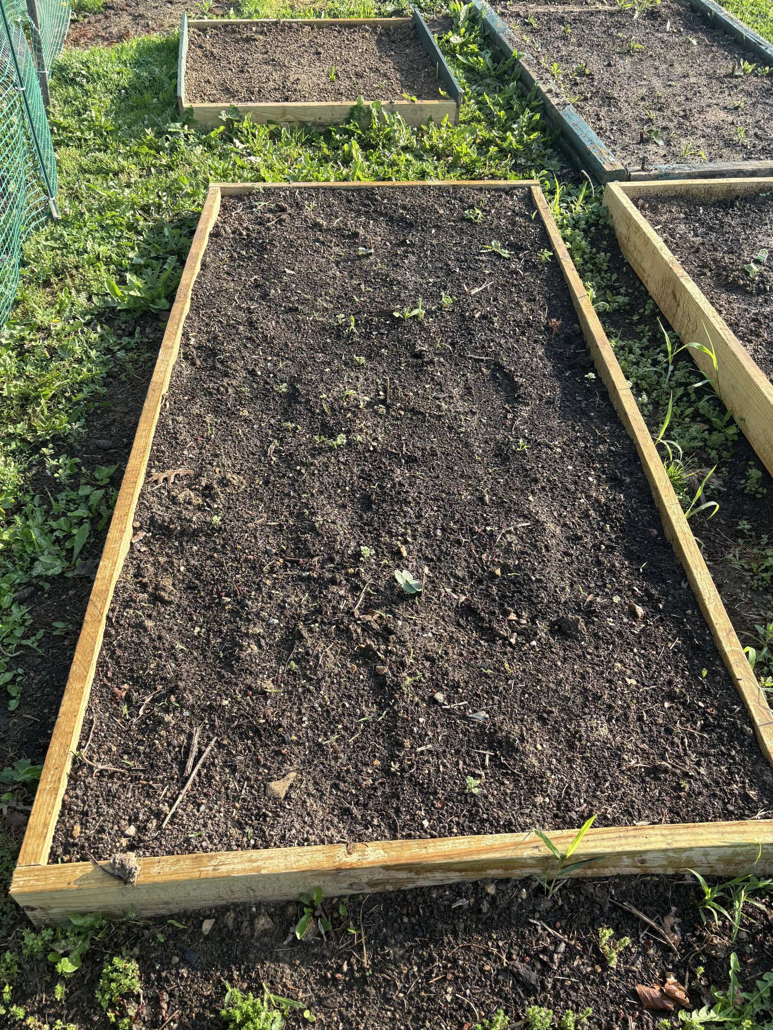 A garden with several wooden raised beds filled with soil, some with small plants growing, and surrounded by green grass and weeds.