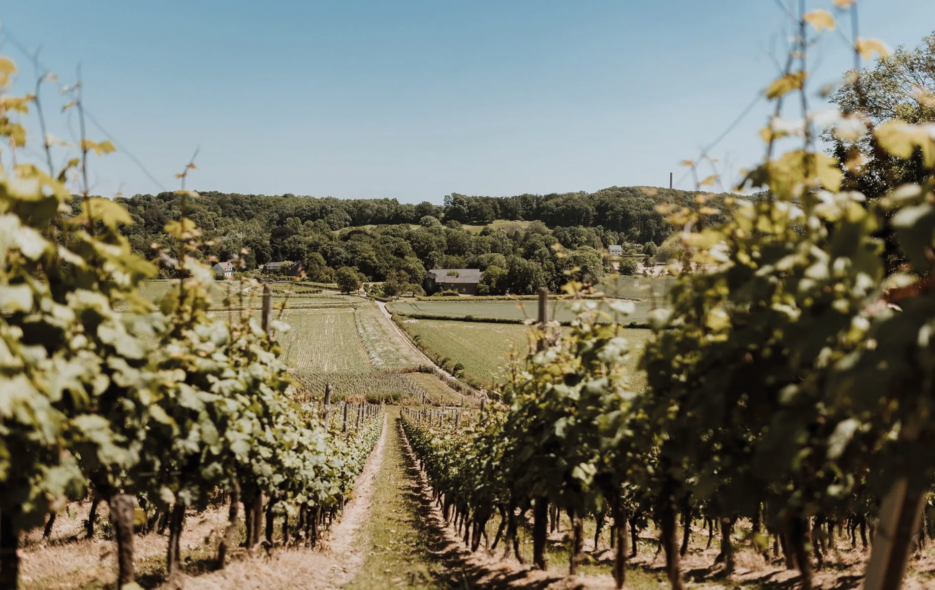 Vineyard rows in Maastricht rural landscape with houses, trees, and a hill in the background under a clear blue sky. BigStoryShort client.