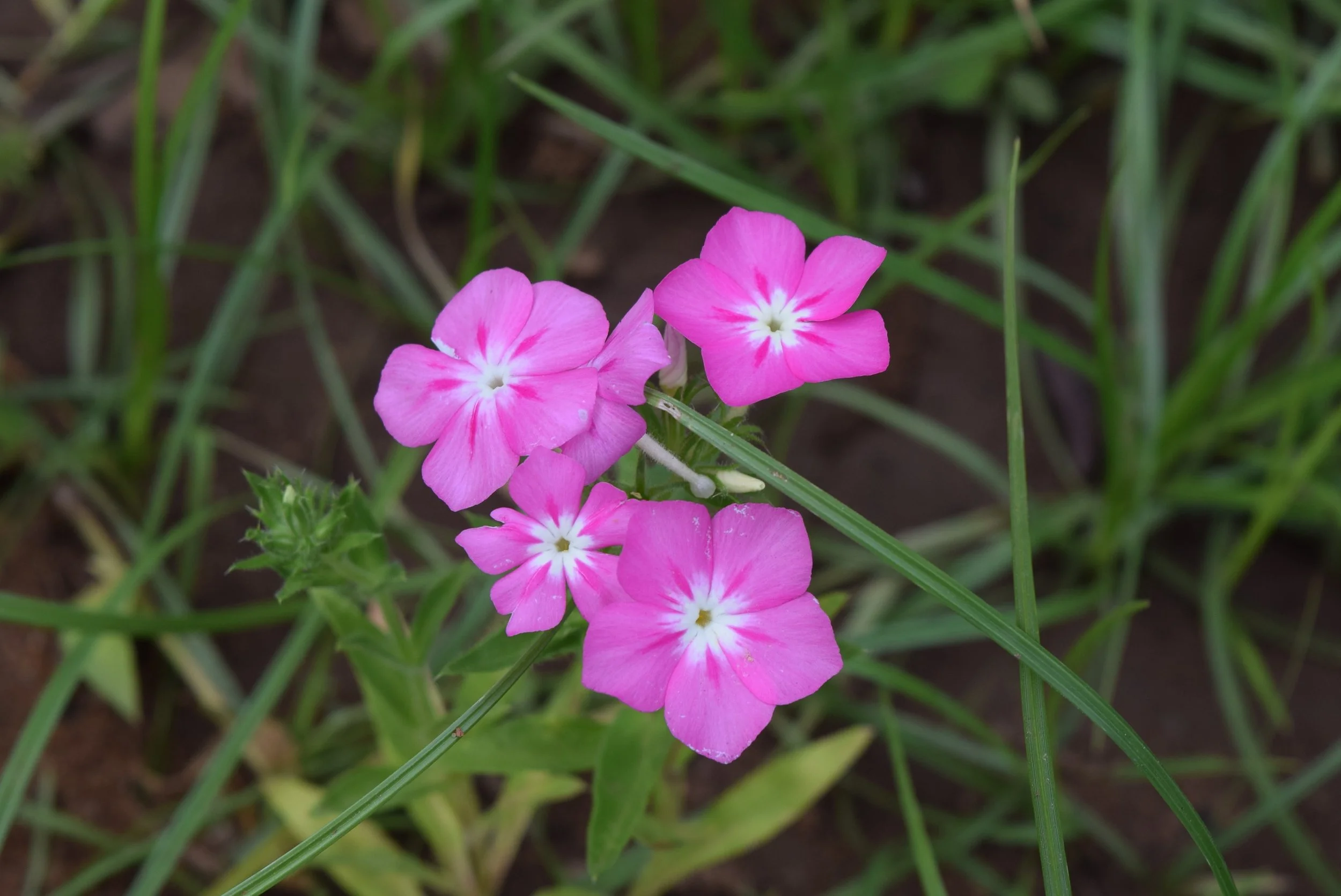 DRUMMOND PHLOX.jpg