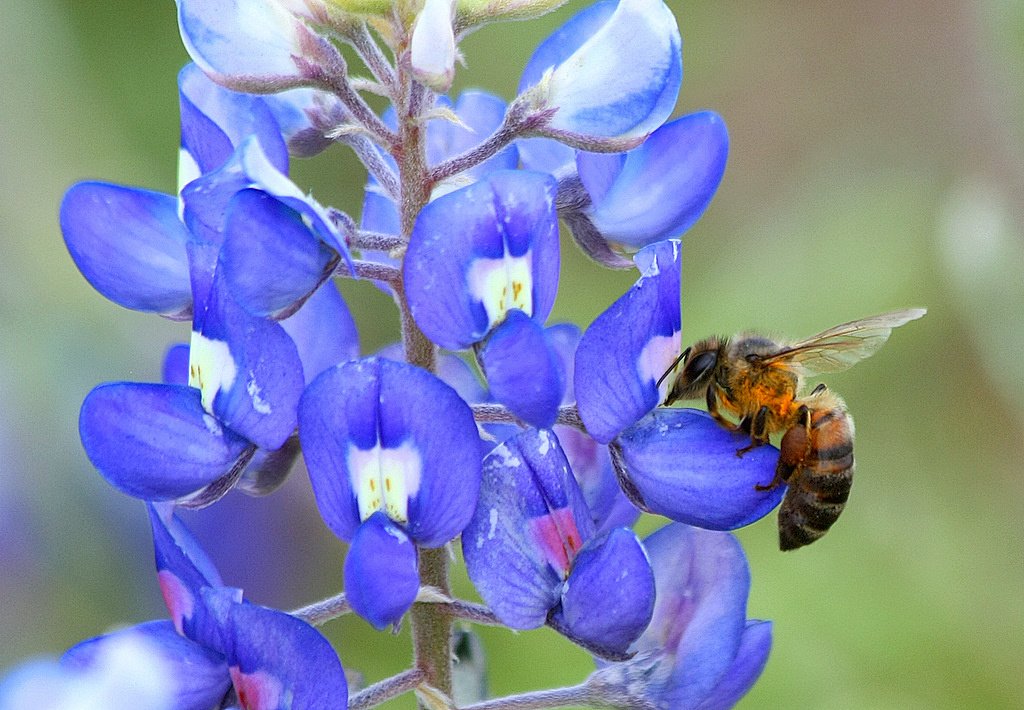 BLUEBONNET.jpg