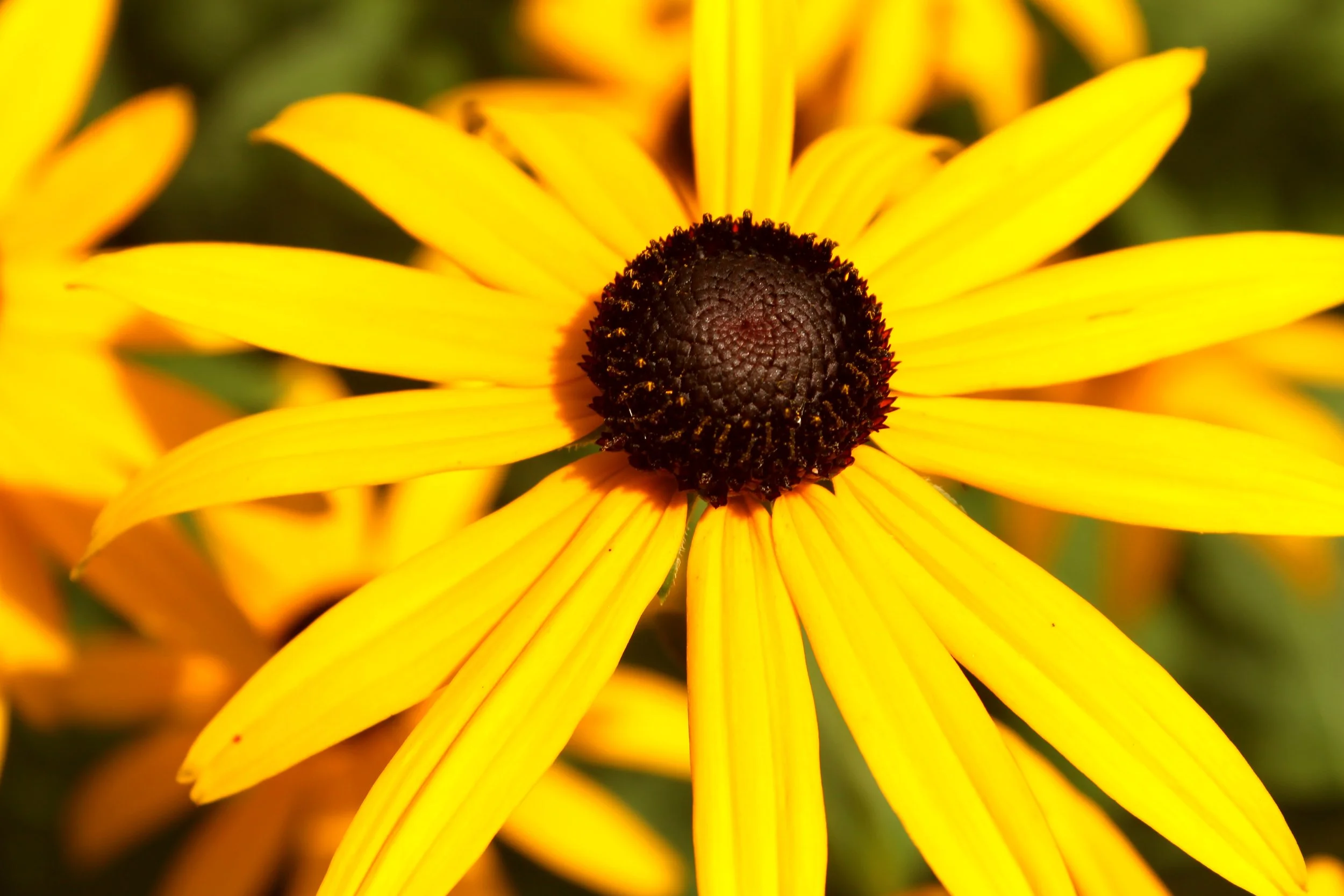 Black-Eyed Susan.jpg