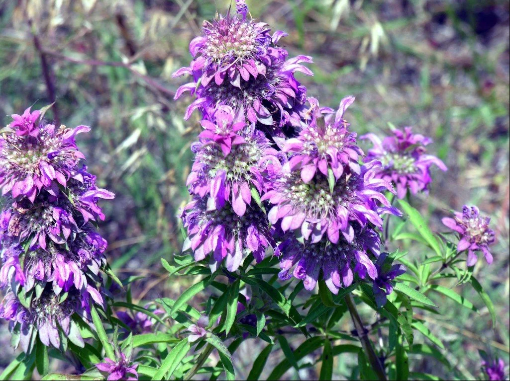 Lemon Bee Balm.jpg