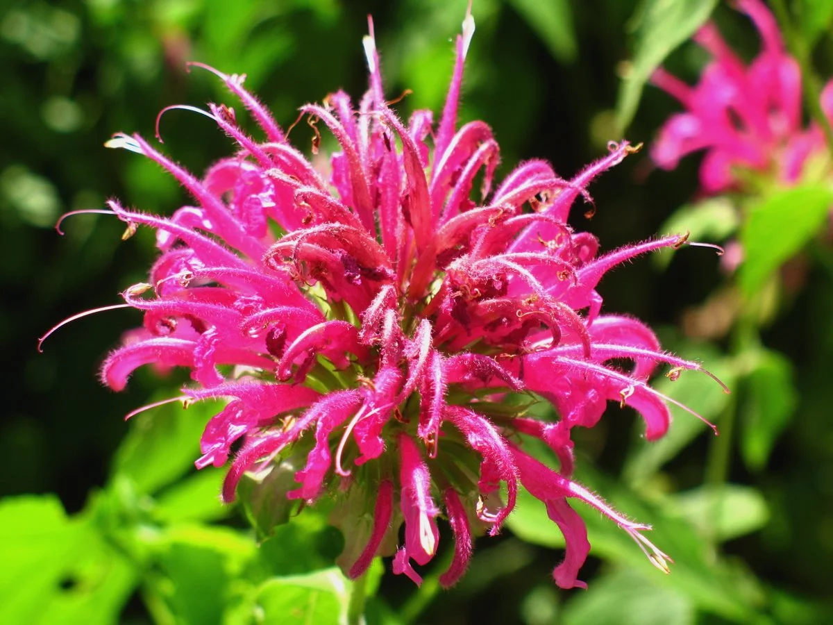 BEE BALM.jpg