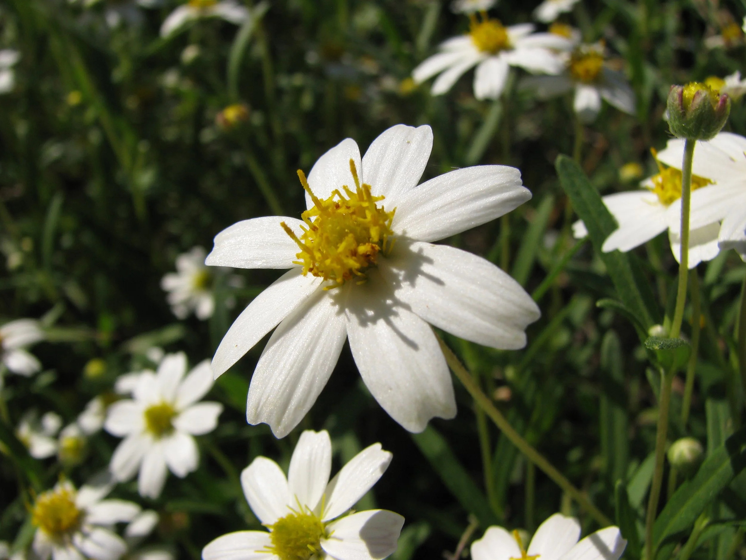 BLACKFOOT DAISY MAIN.jpg
