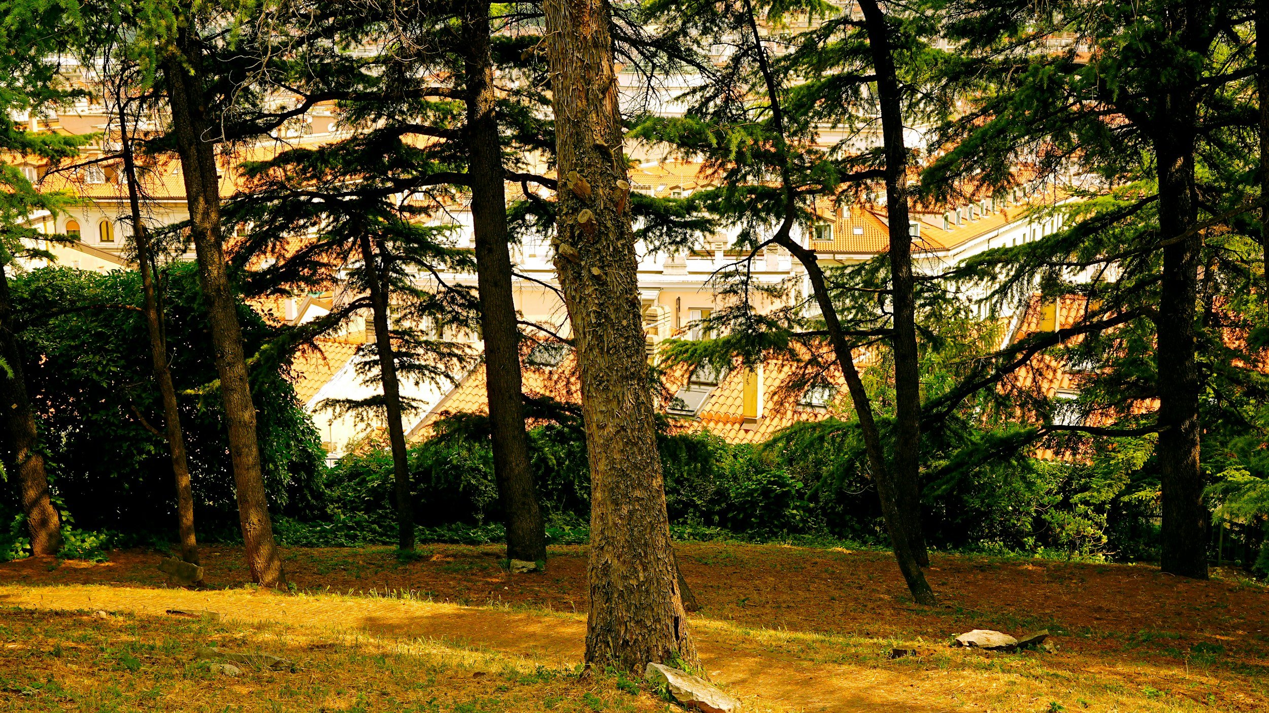 calm image of trees to help find your way back after burnout and disconnecton