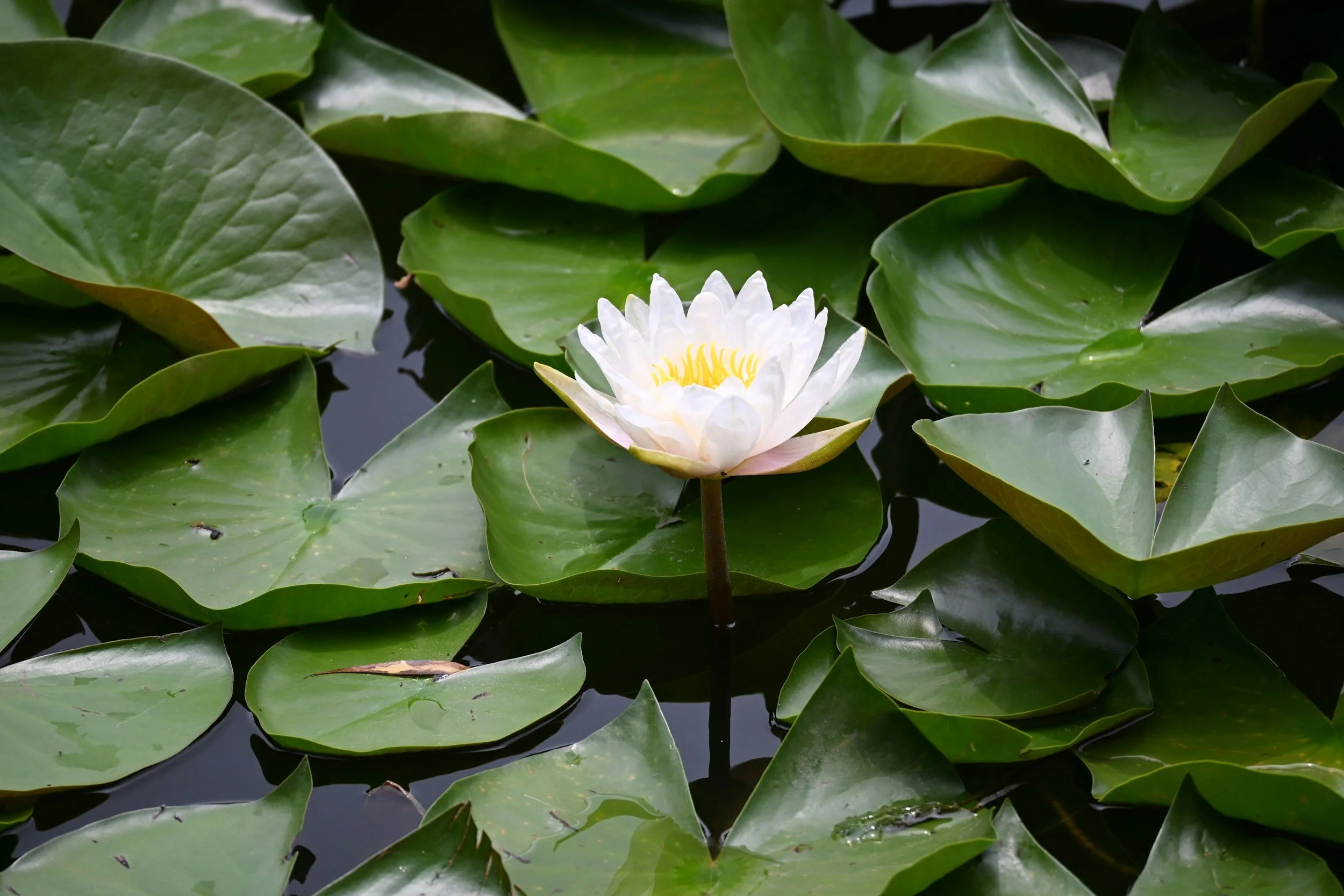 water lily to feel more connected and find your way back after burnout