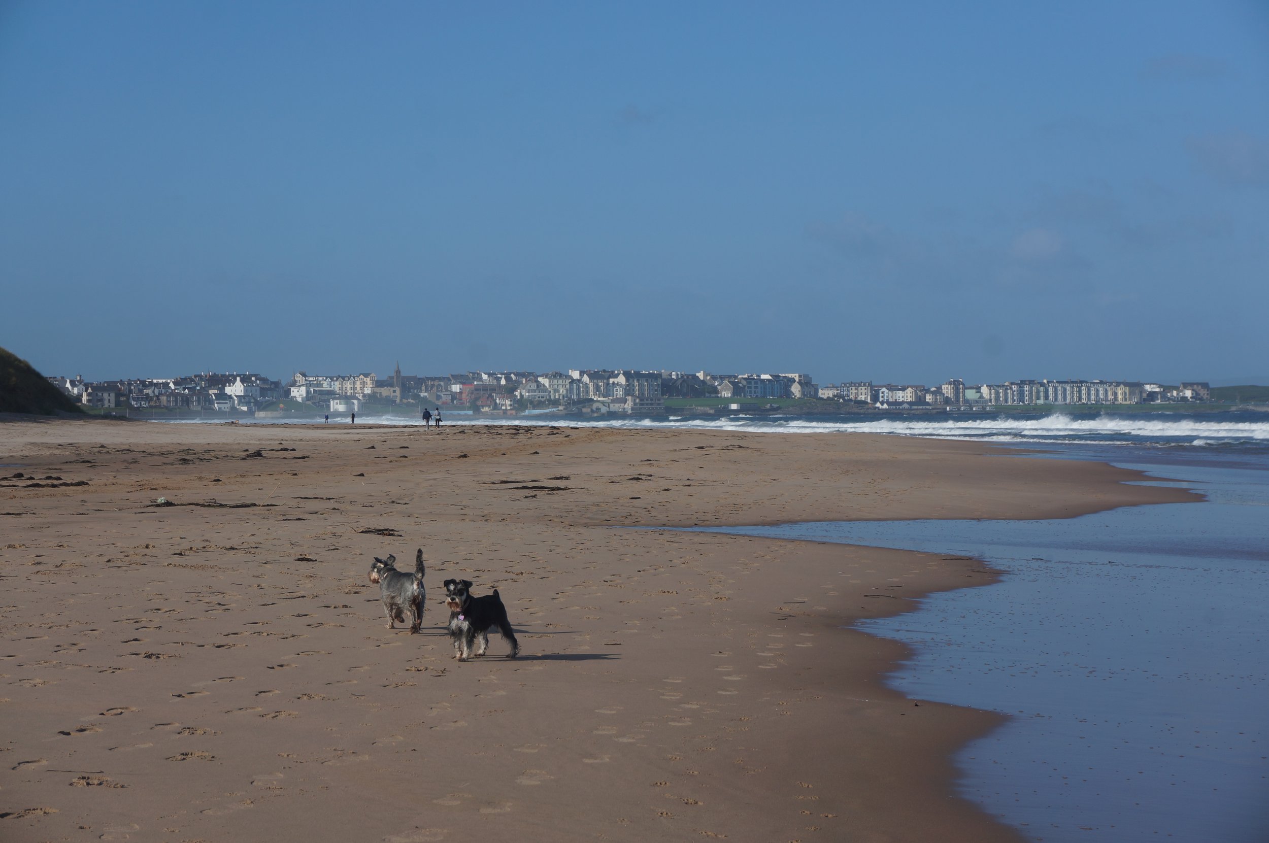 Dogs at Whiterocks.JPG