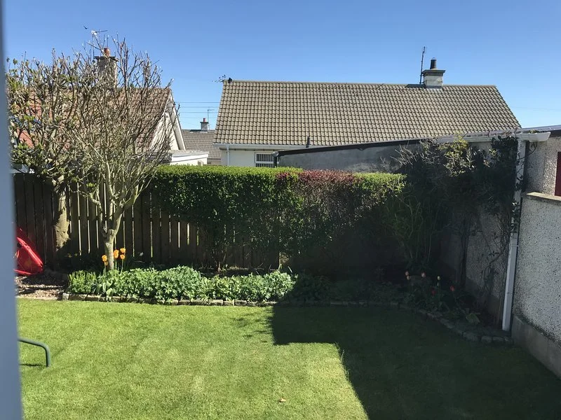 A backyard garden with a green lawn, a small flower bed with yellow flowers, a leafless tree, a wooden fence, and neighboring houses with tiled roofs under a clear blue sky.