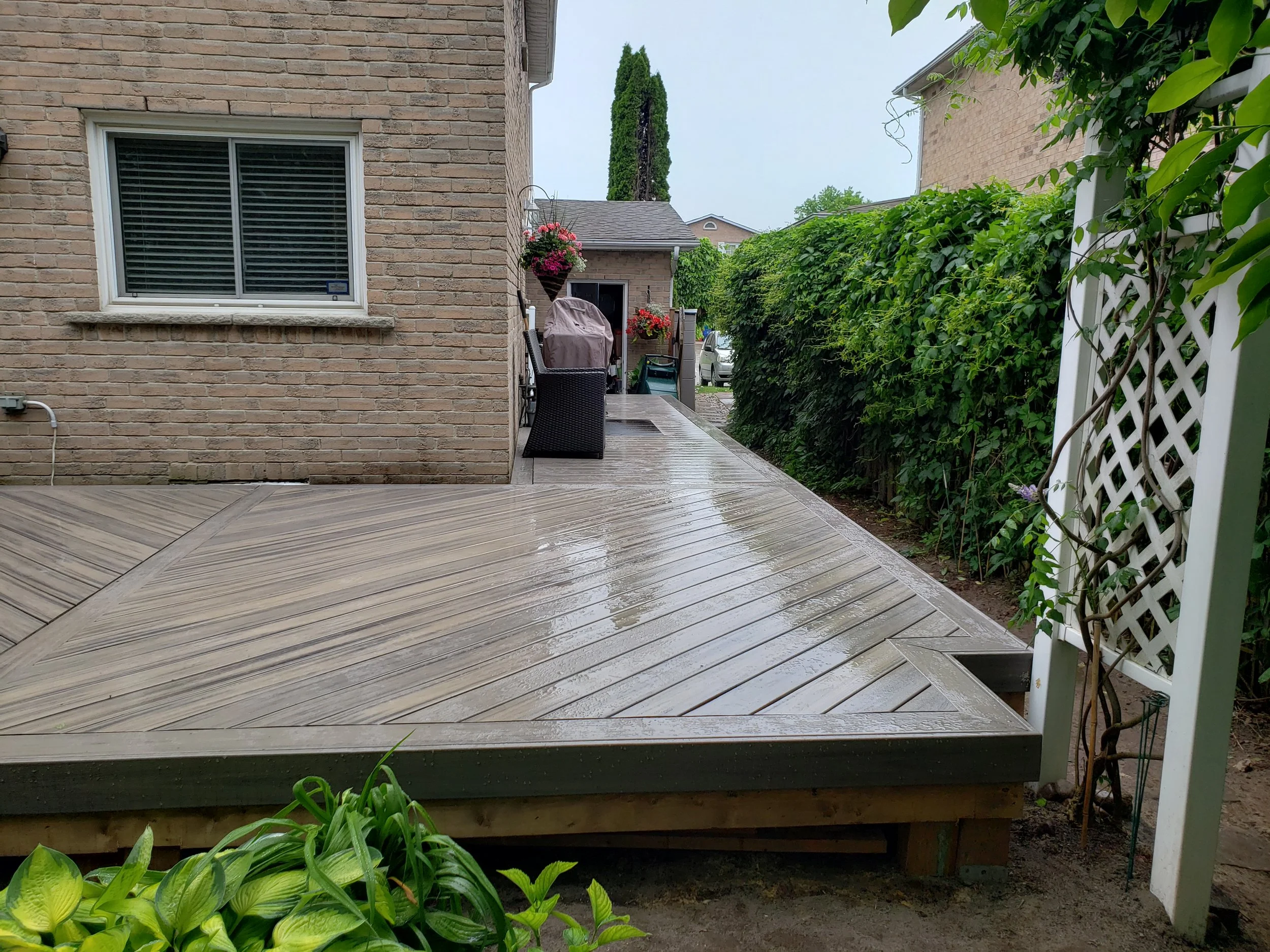 A wet wooden deck beside a brick house with a window, surrounded by shrubs, plants, and a lattice trellis, on a rainy day.