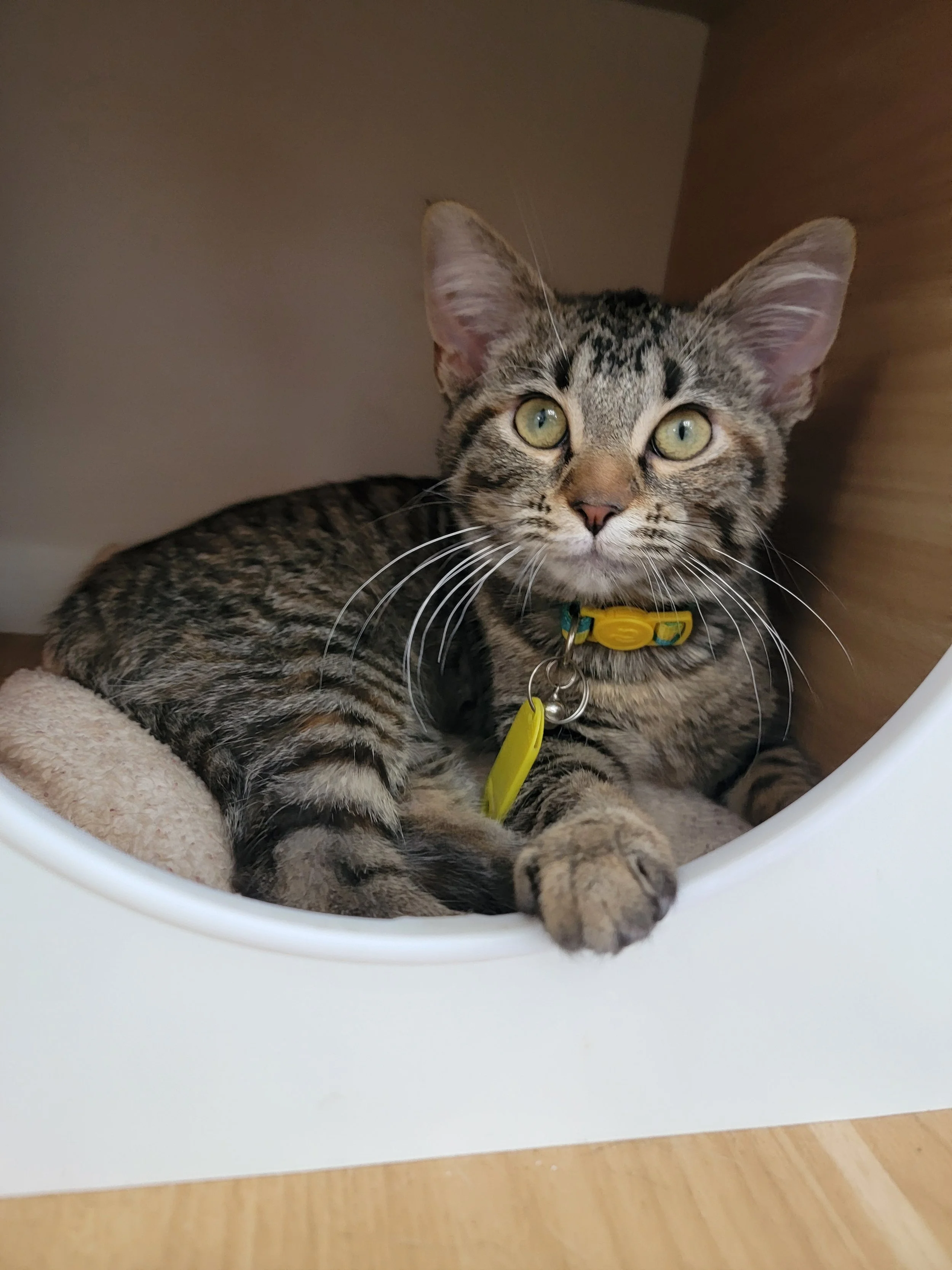 A young tabby cat with yellow-green eyes and a yellow collar, laying inside a cozy, enclosed pet bed with a beige cushion.