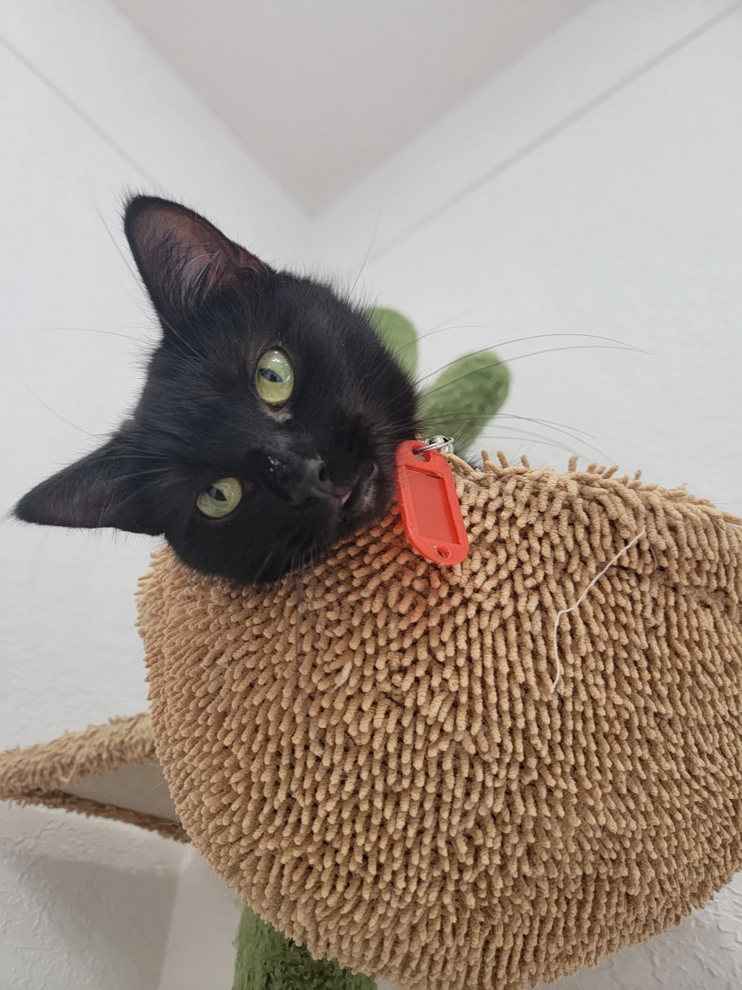 Black cat laying on a beige plush perch, looking down at the camera with green eyes.