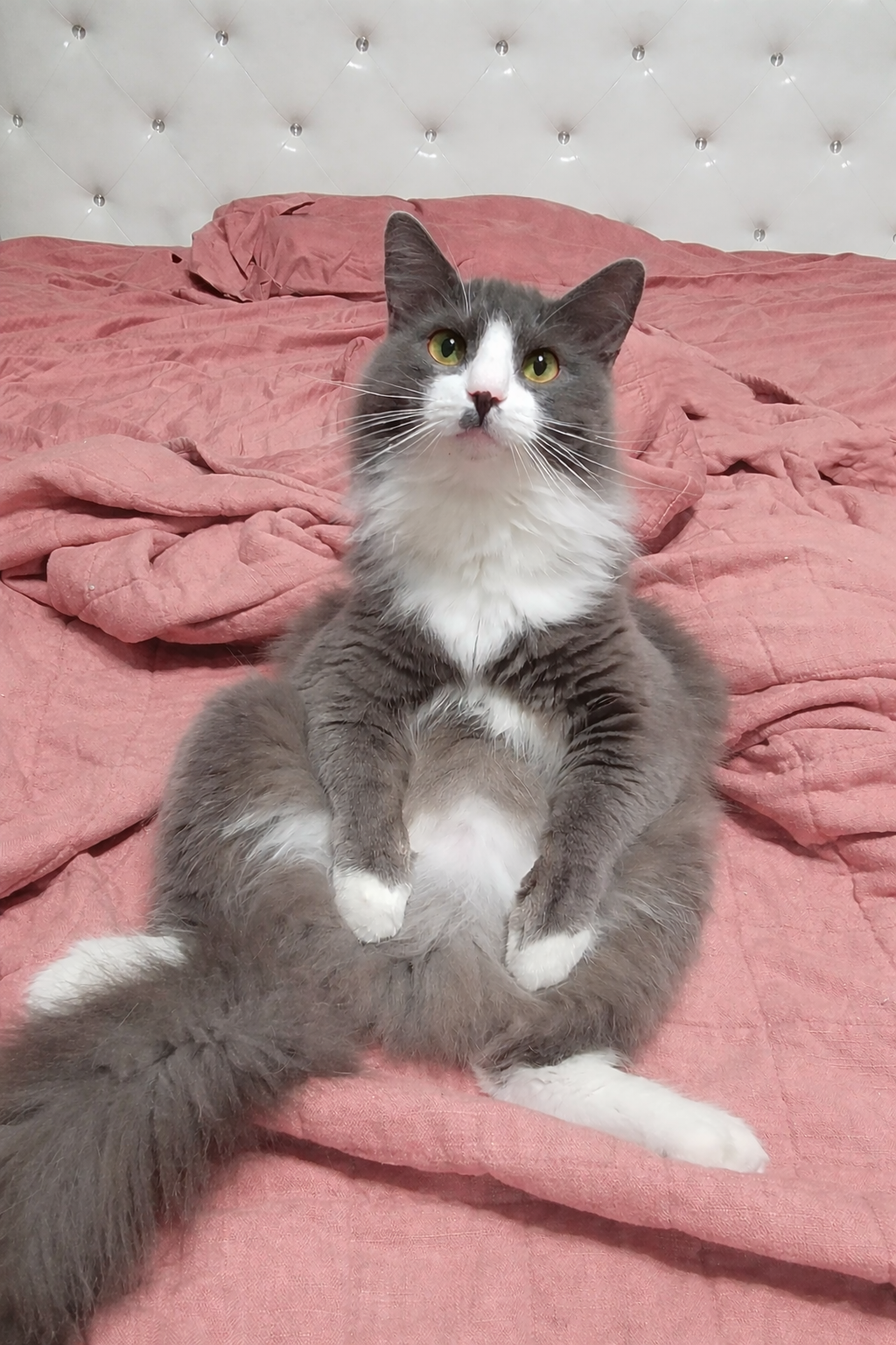 Single-Cat Concerns