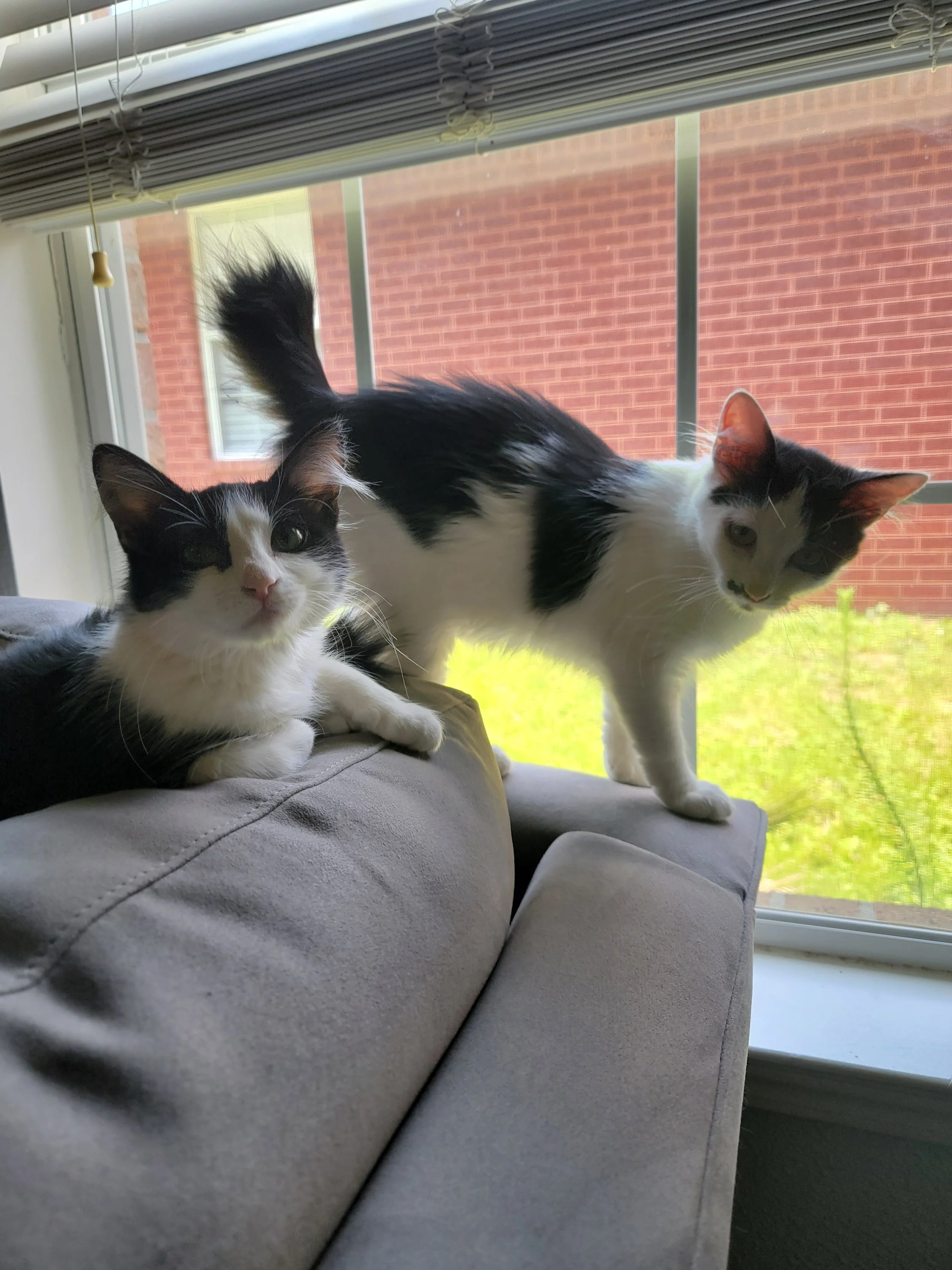 Multi-Cat Harmony Consultation