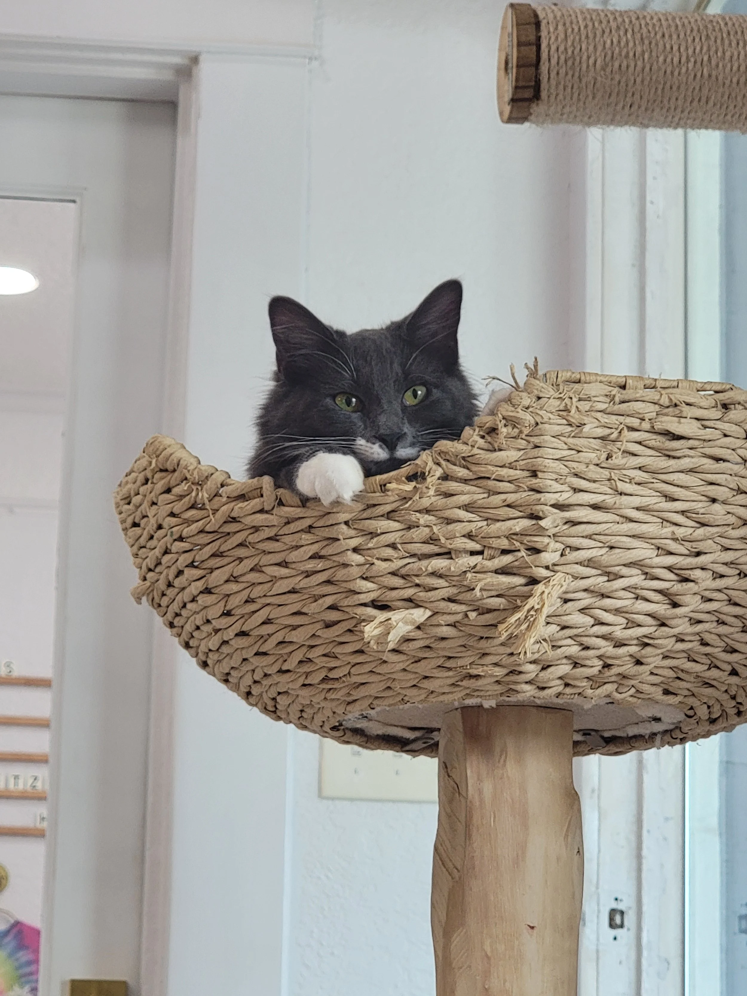 A black and white cat resting in a woven wicker cat tree perch, with green eyes looking at the camera, in a bright room with white walls and a wooden scratching post nearby.