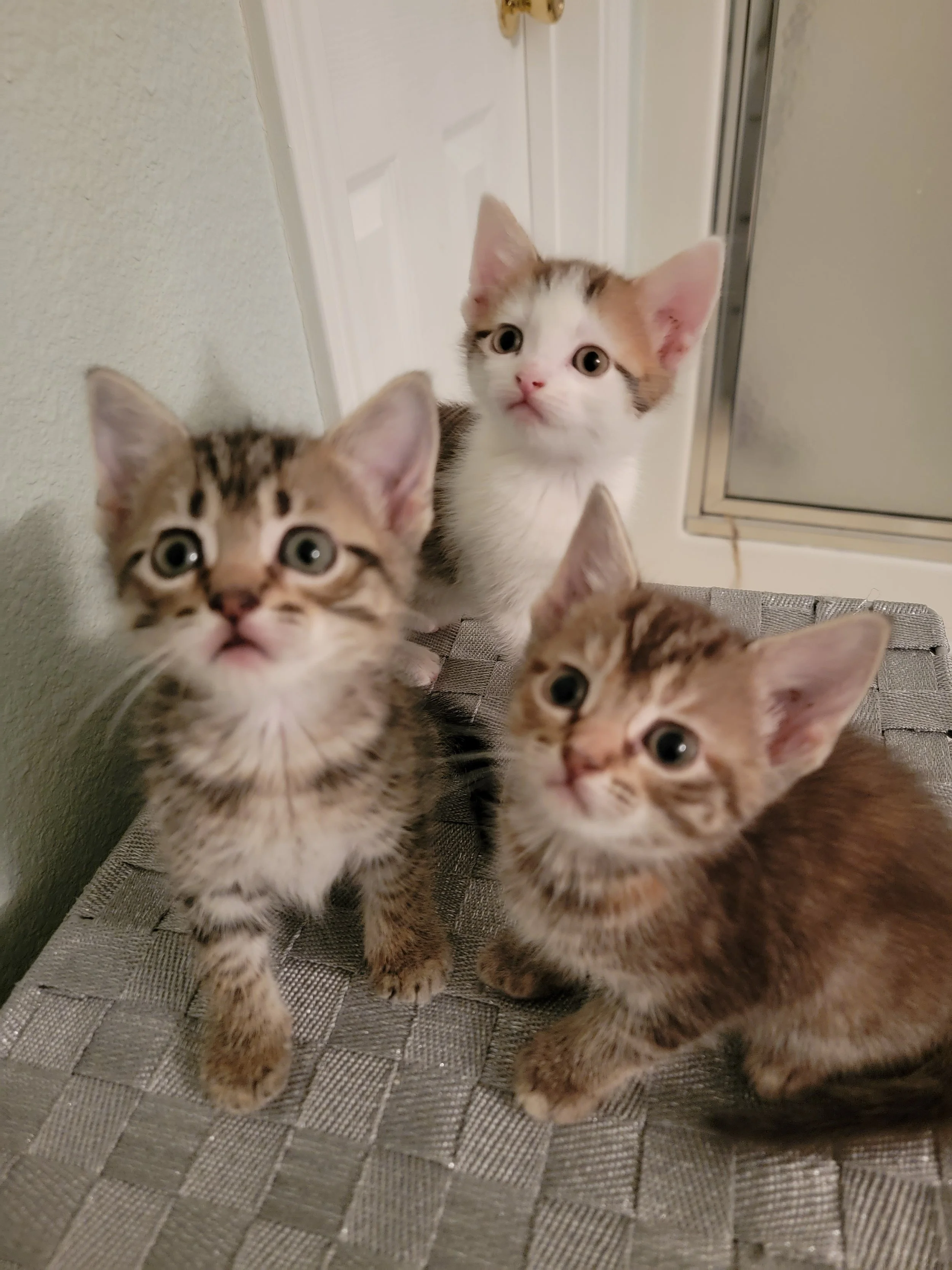 New Cat Introduction