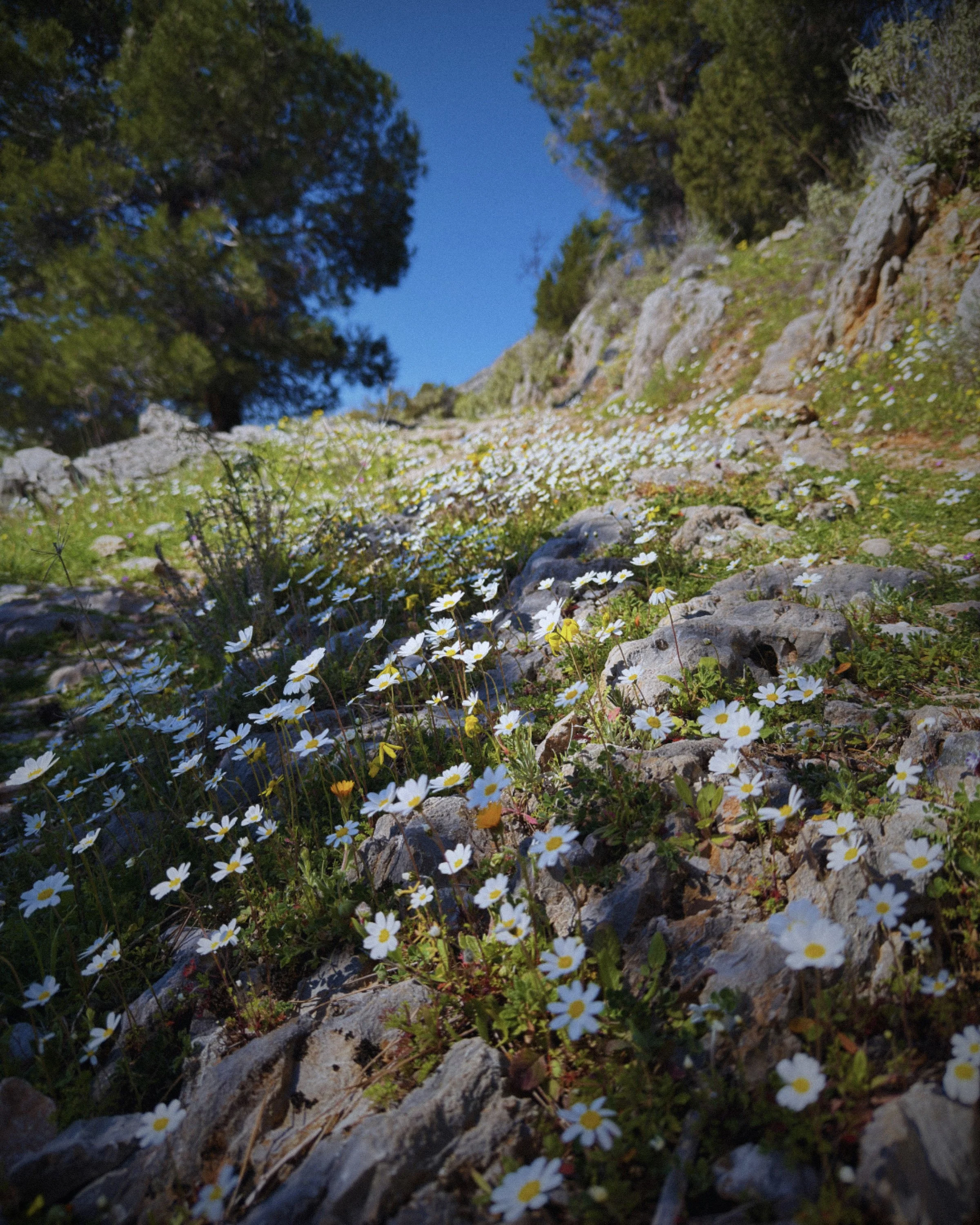Wildflowers growing on rocky ground on a hillside, with trees and a clear blue sky in the background.