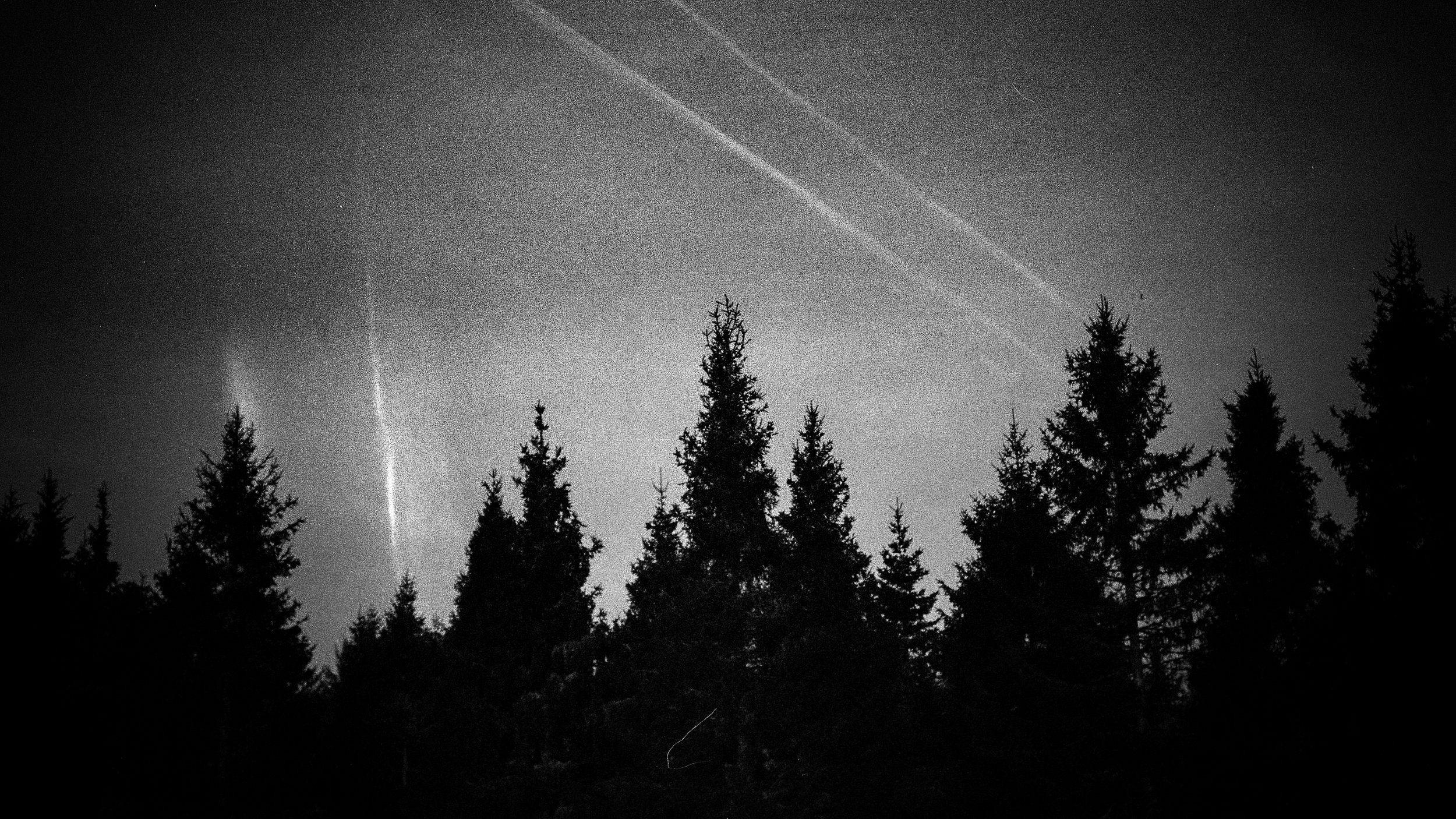 Contrails over pine tree silhouettes.jpg