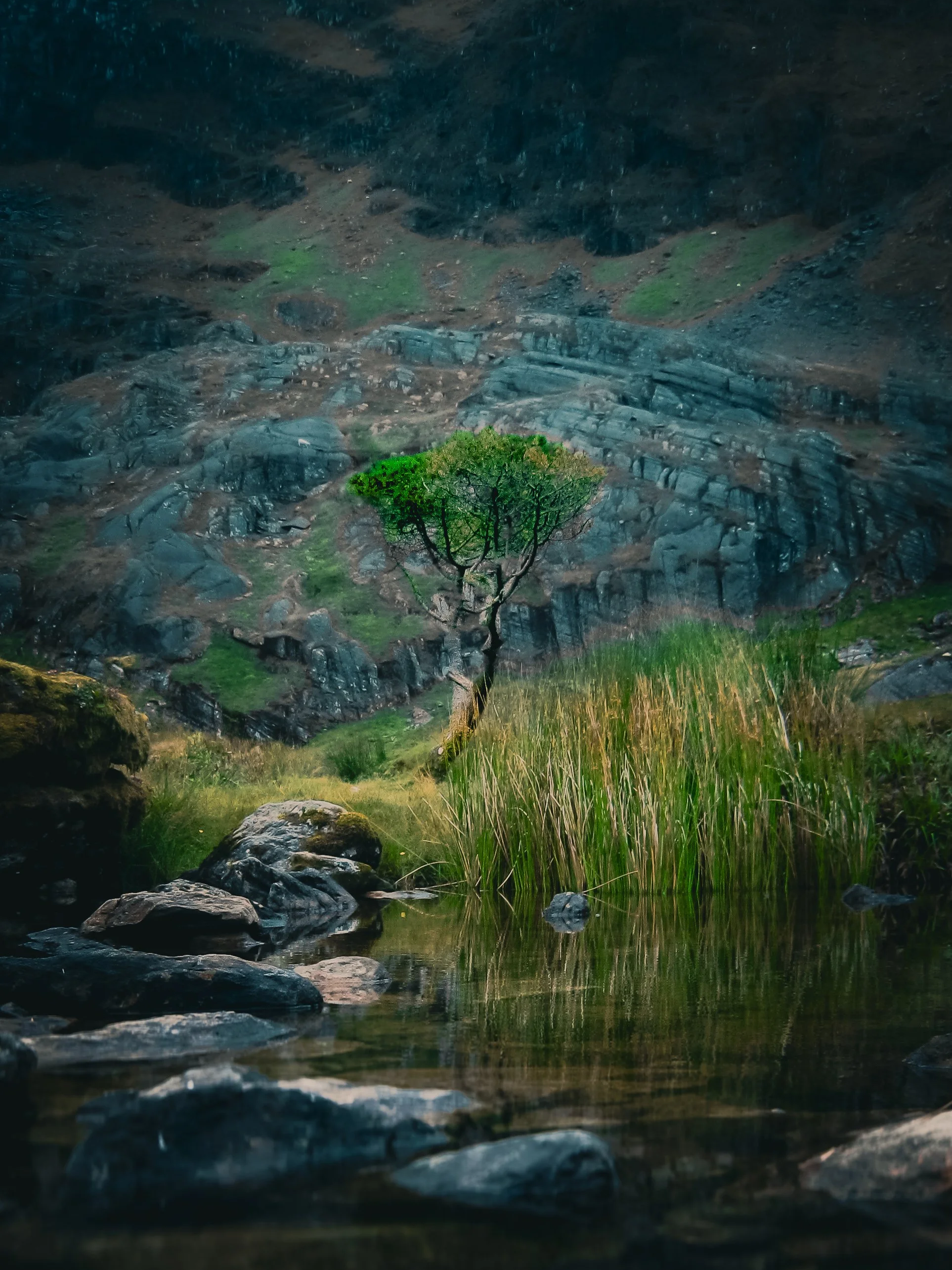 A solitary tree with green leaves grows beside a small pond, with rocks and tall grass in the foreground and rugged mountains in the background.