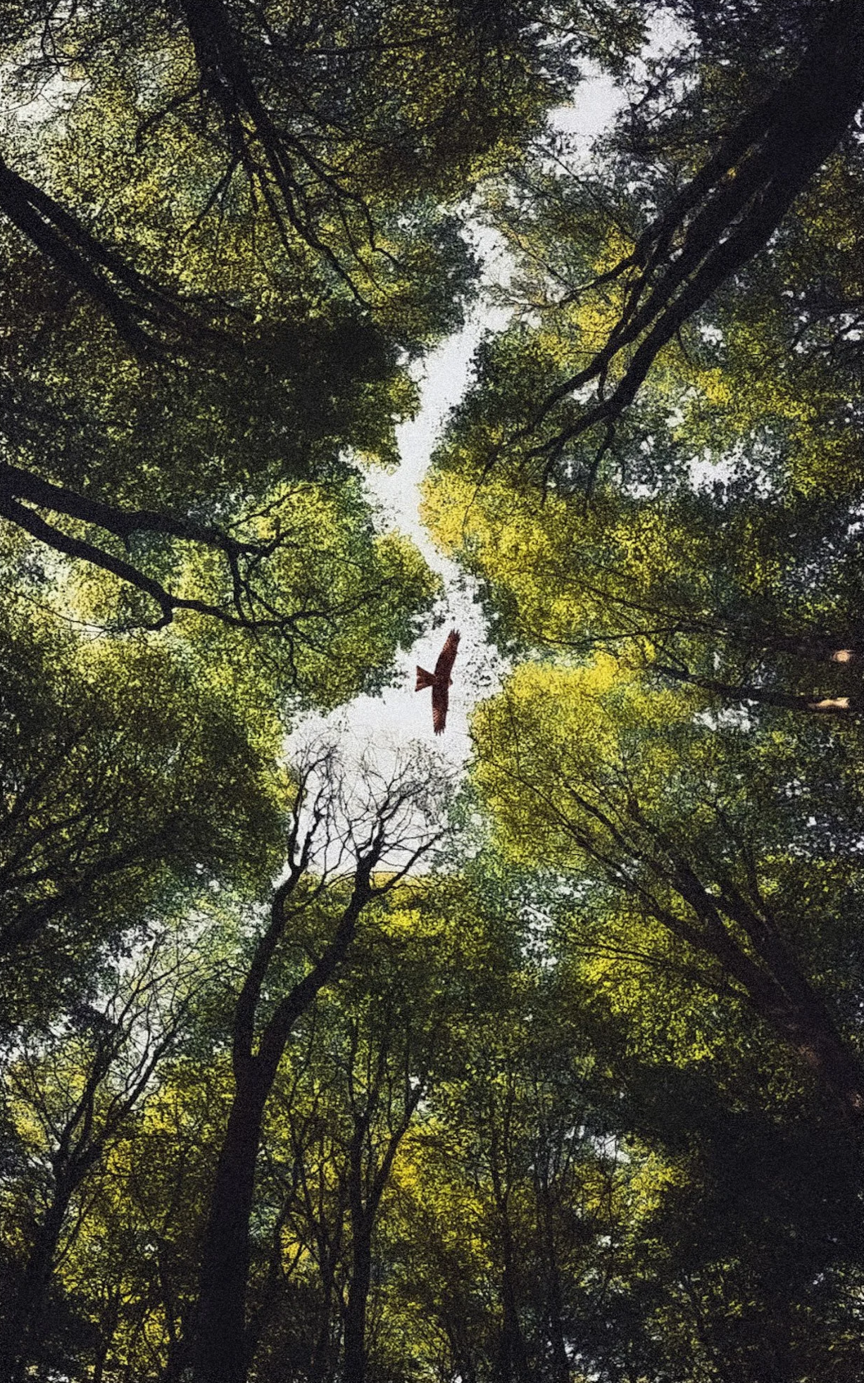 Red+kite+soaring+through+woodland+canopy.png