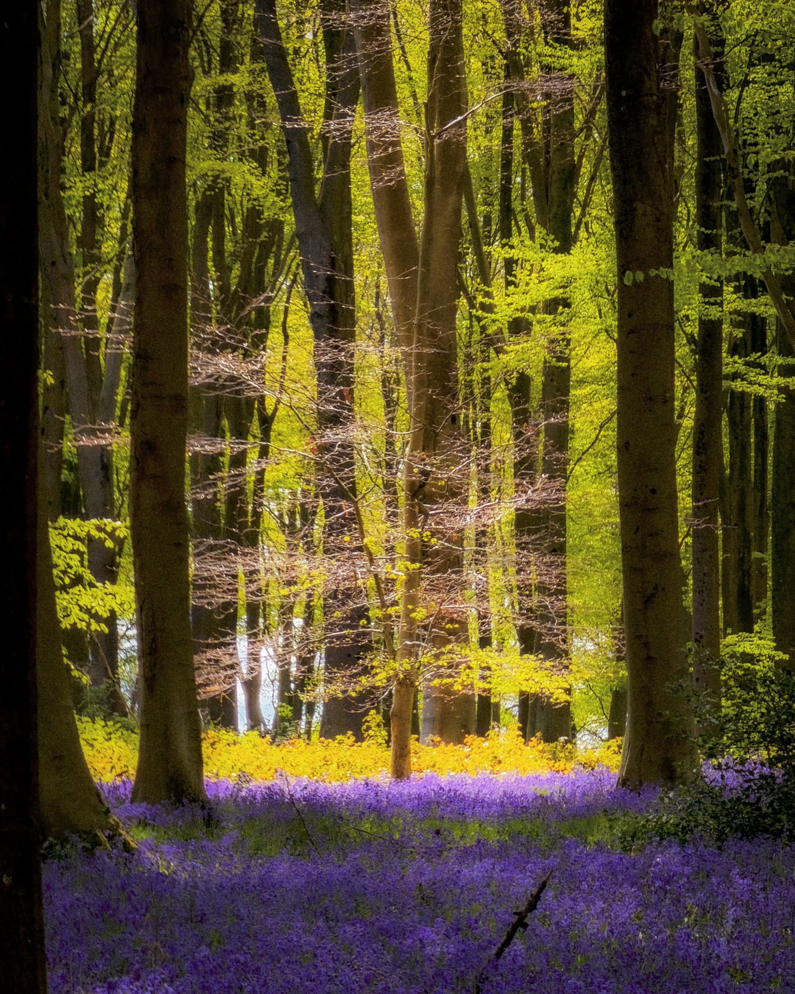 Bluebell+woodland+with+golden+backlit+tree.png