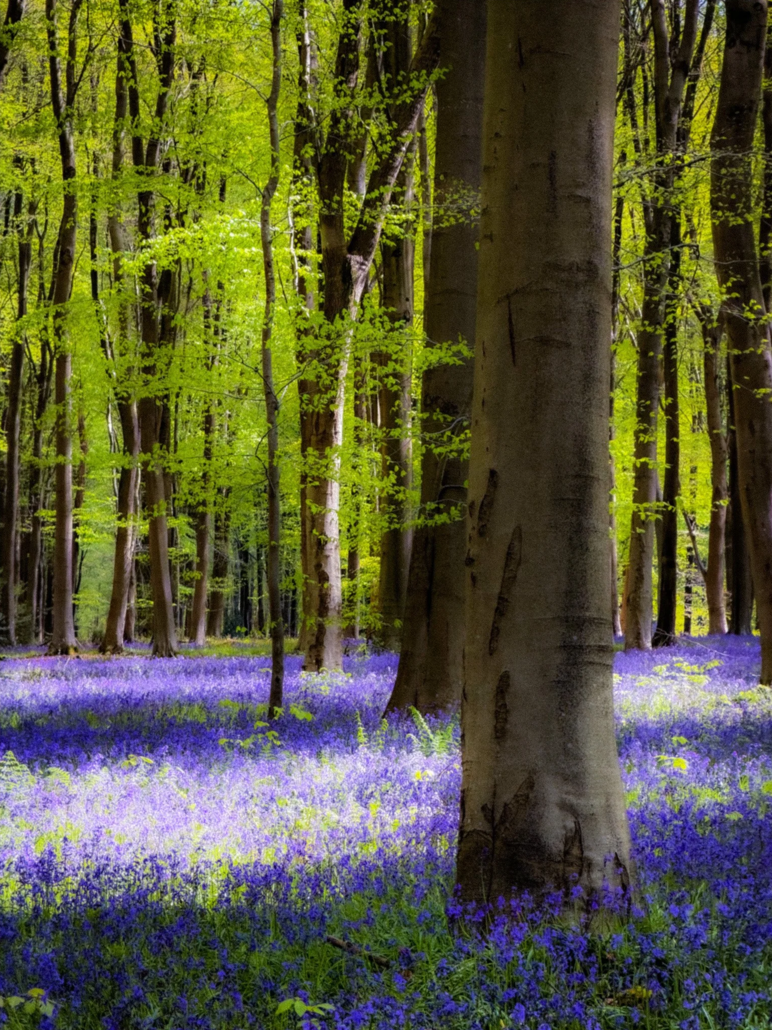 Bluebell+woodland+wide%2C+tall+beeches.png