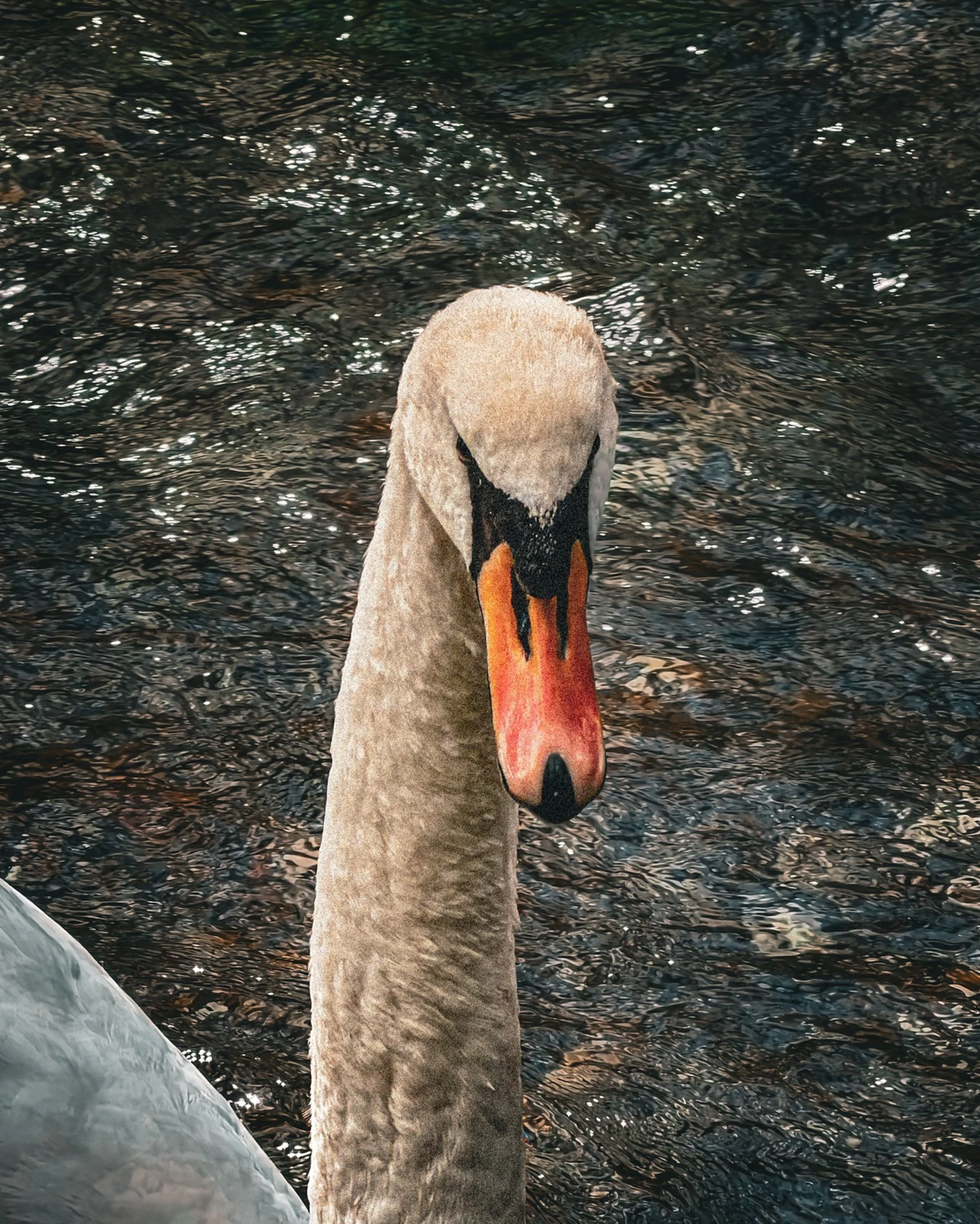 Mute+swan+close-up+portrait.png