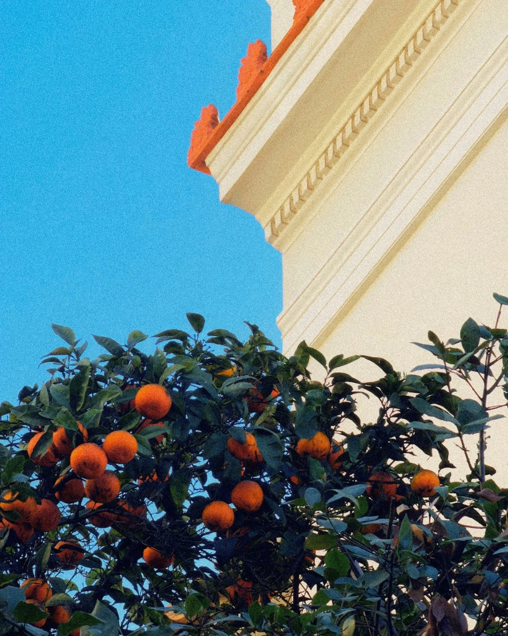 Orange+tree+against+neoclassical+building+corner.jpg