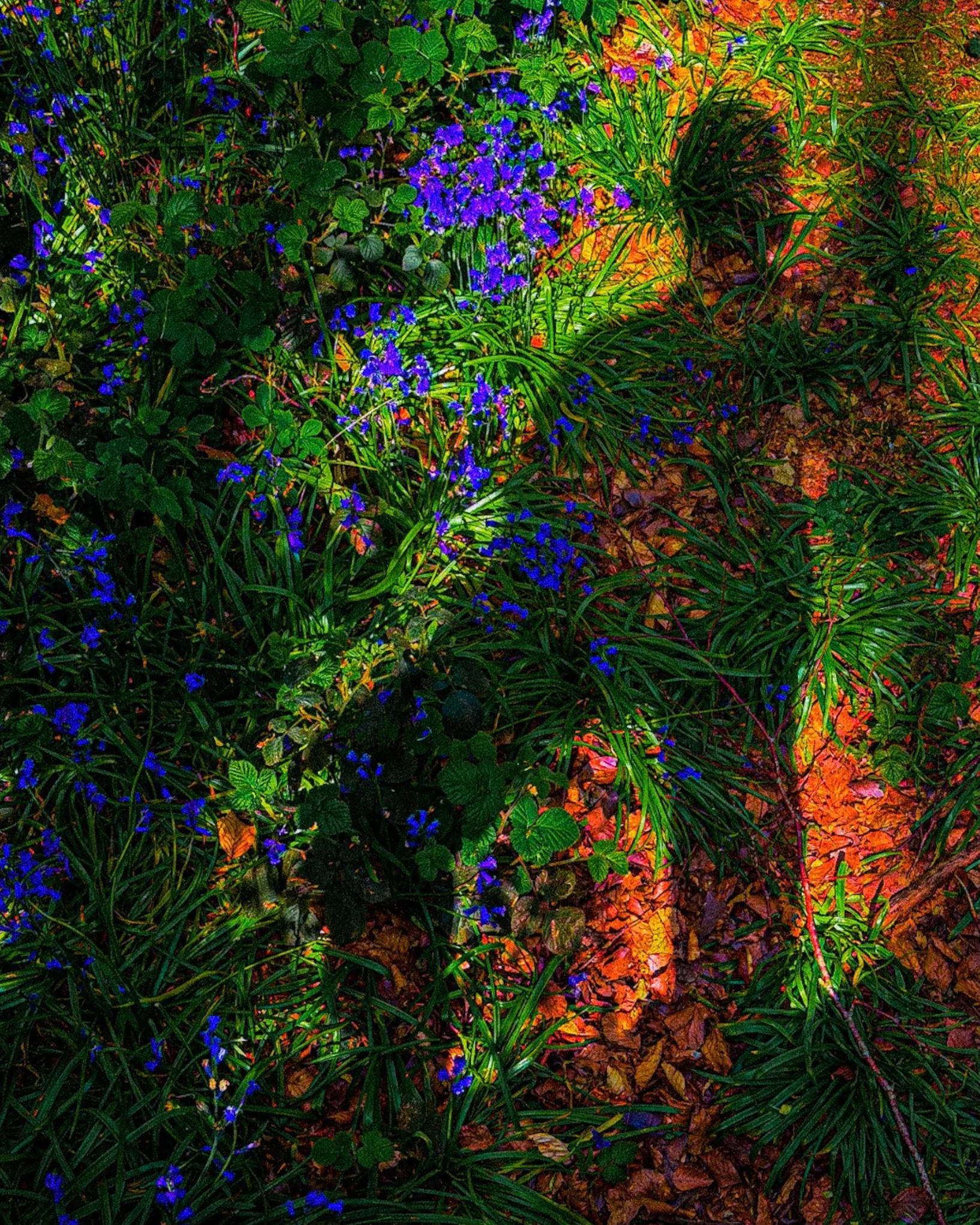 Silhouette+on+forest+floor.png