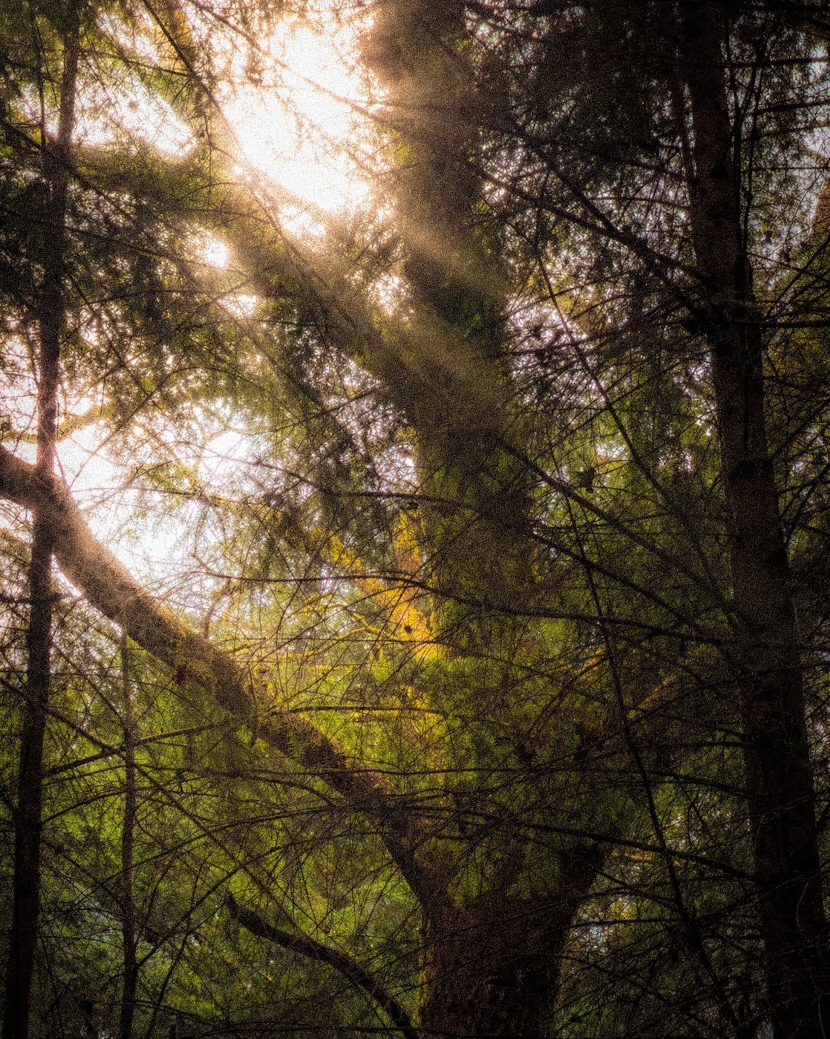 Sun+rays+through+pine+canopy.png
