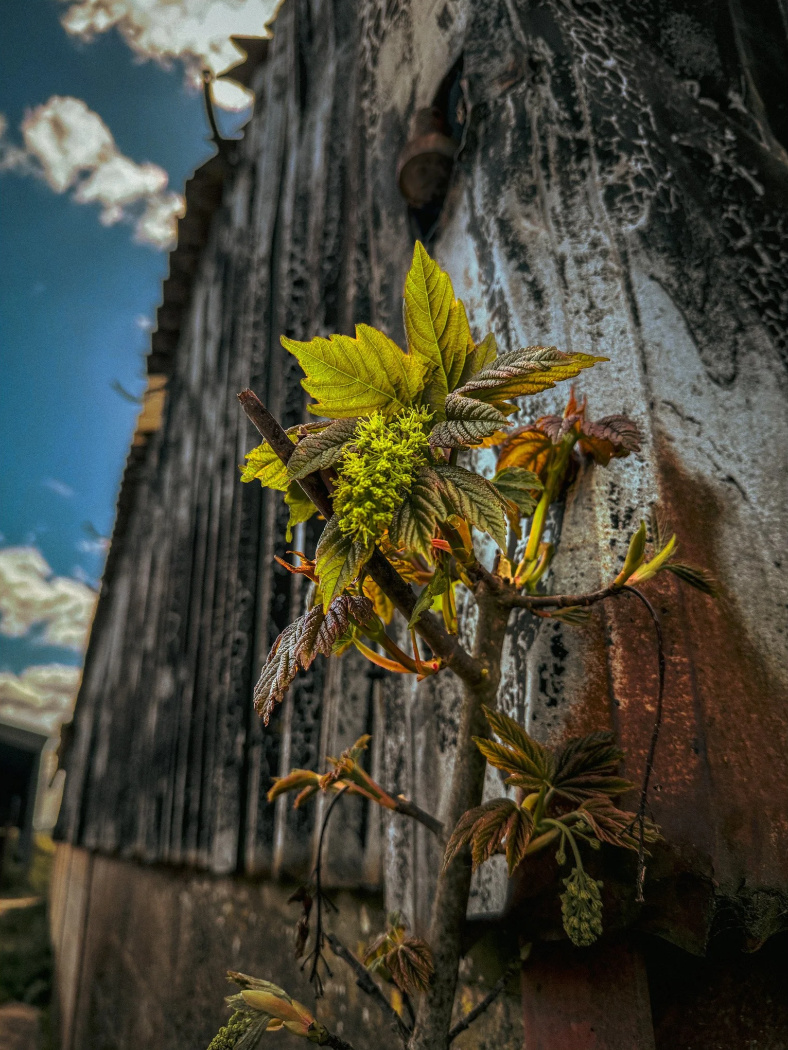 Sycamore+sapling+against+corrugated+barn.png