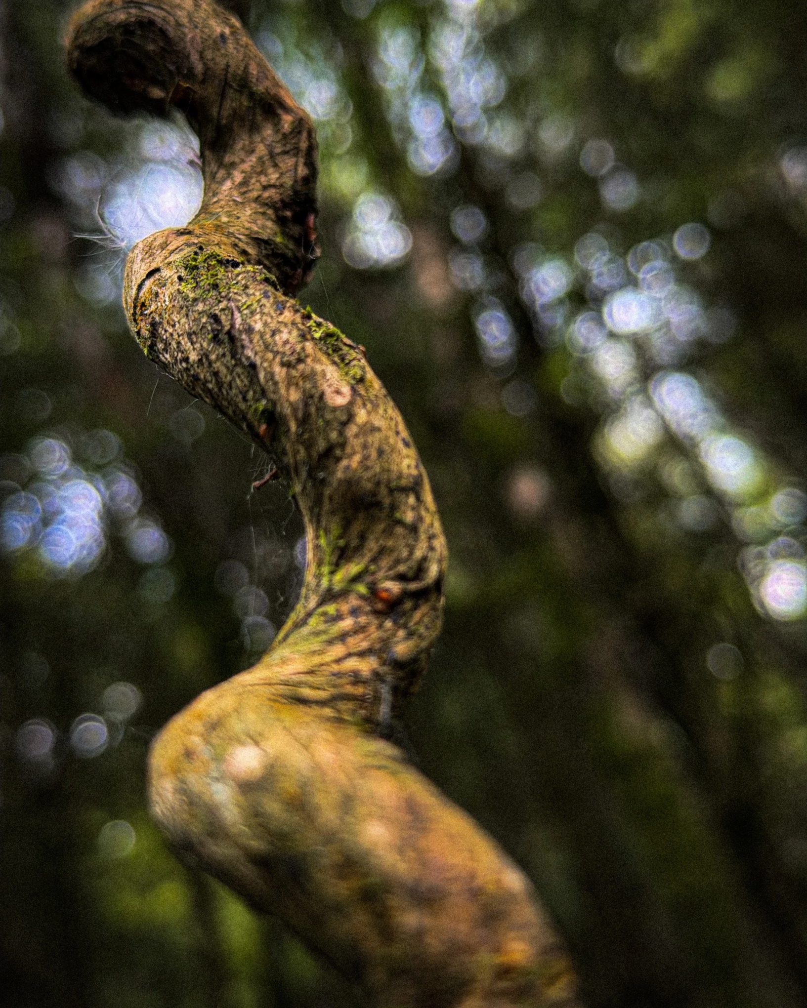 Twisted+vine+with+bokeh+background.png