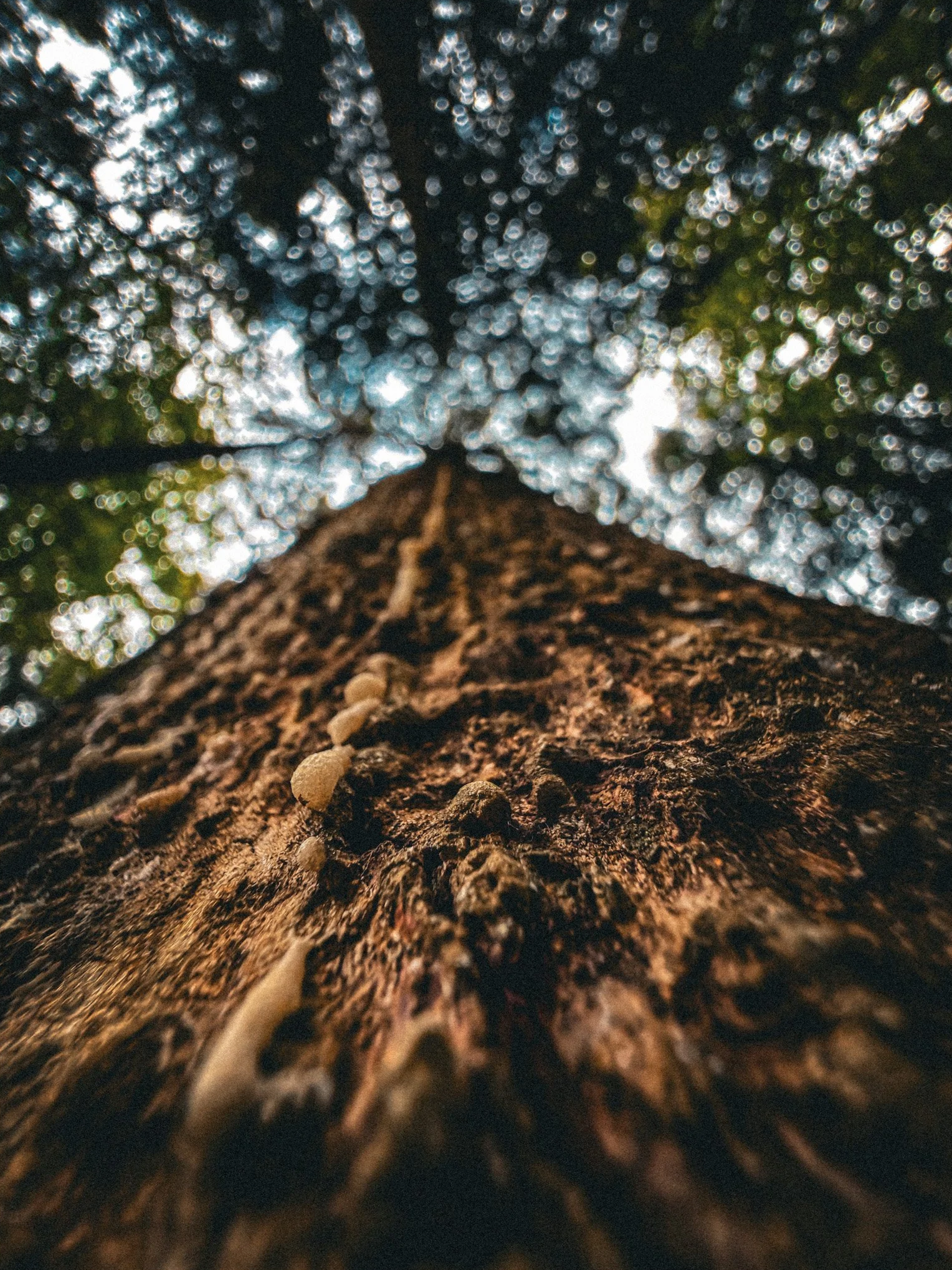Worm%27s-eye+tree+trunk+with+sap.png