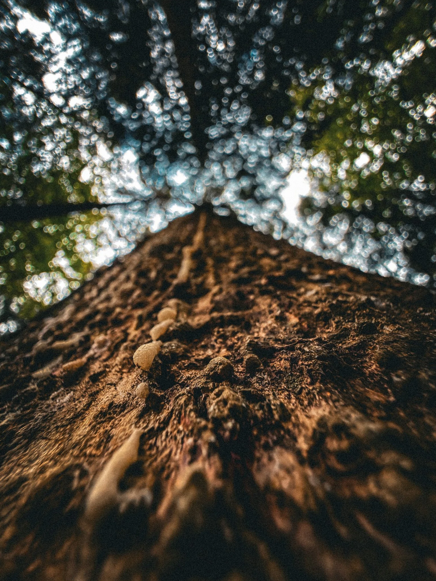 Worm%27s-eye+tree+trunk+with+sap.png