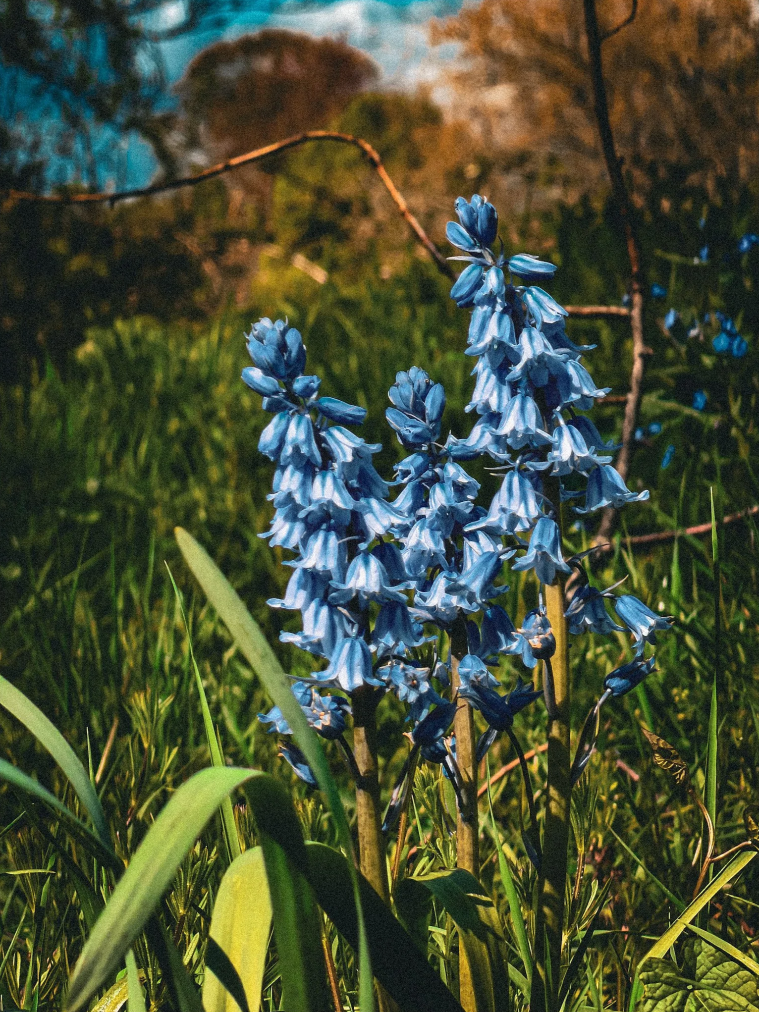 Spanish+bluebell+close-up.png