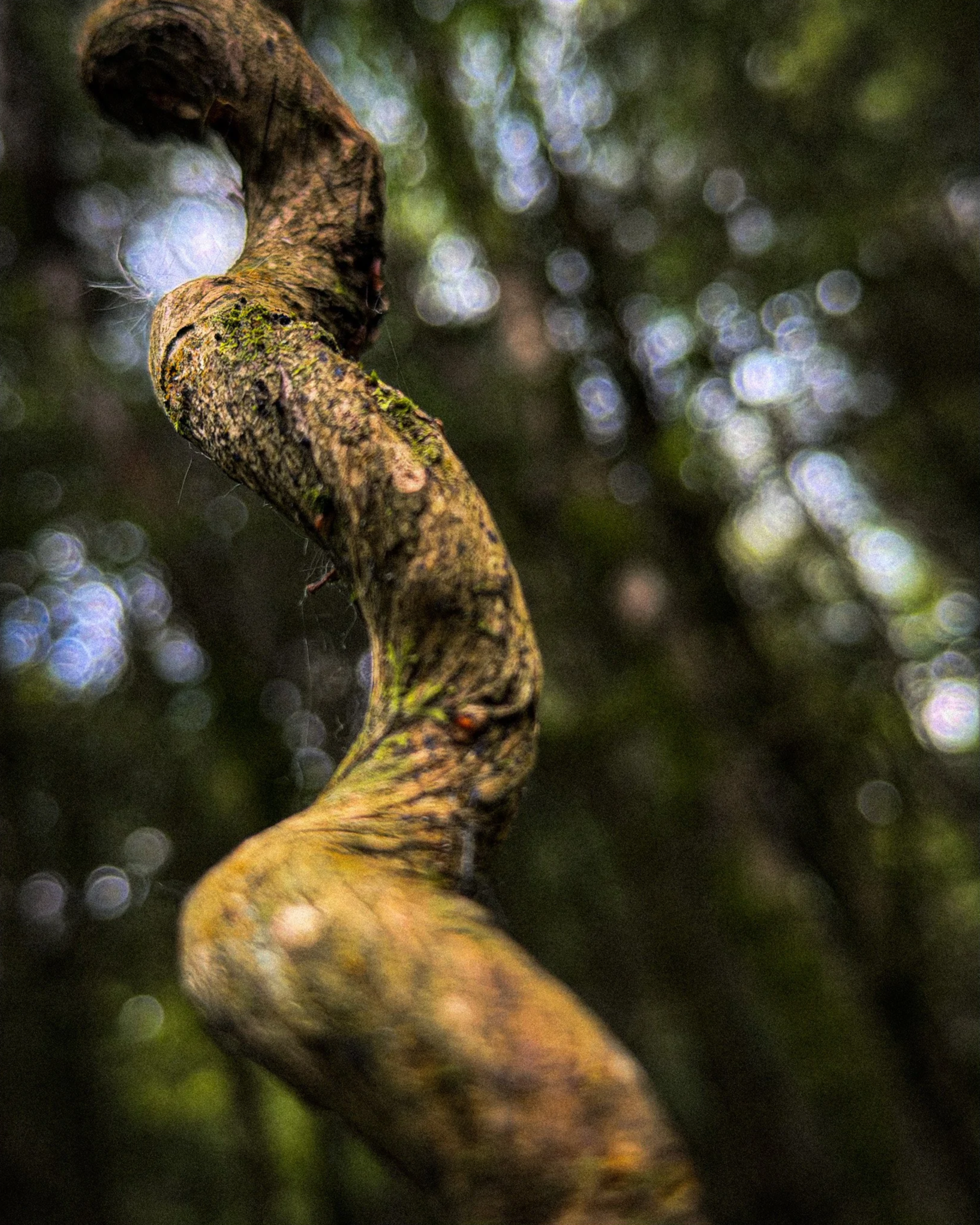 Twisted+vine+with+bokeh+background.png