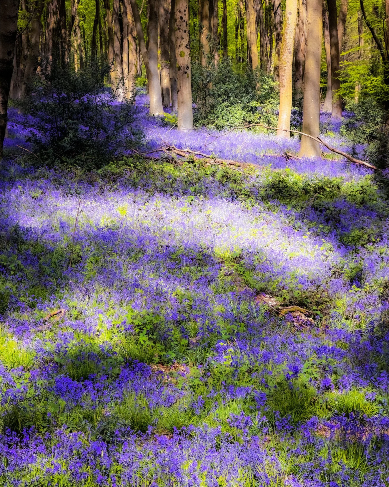 Dappled+light+on+blubell+hillside.png