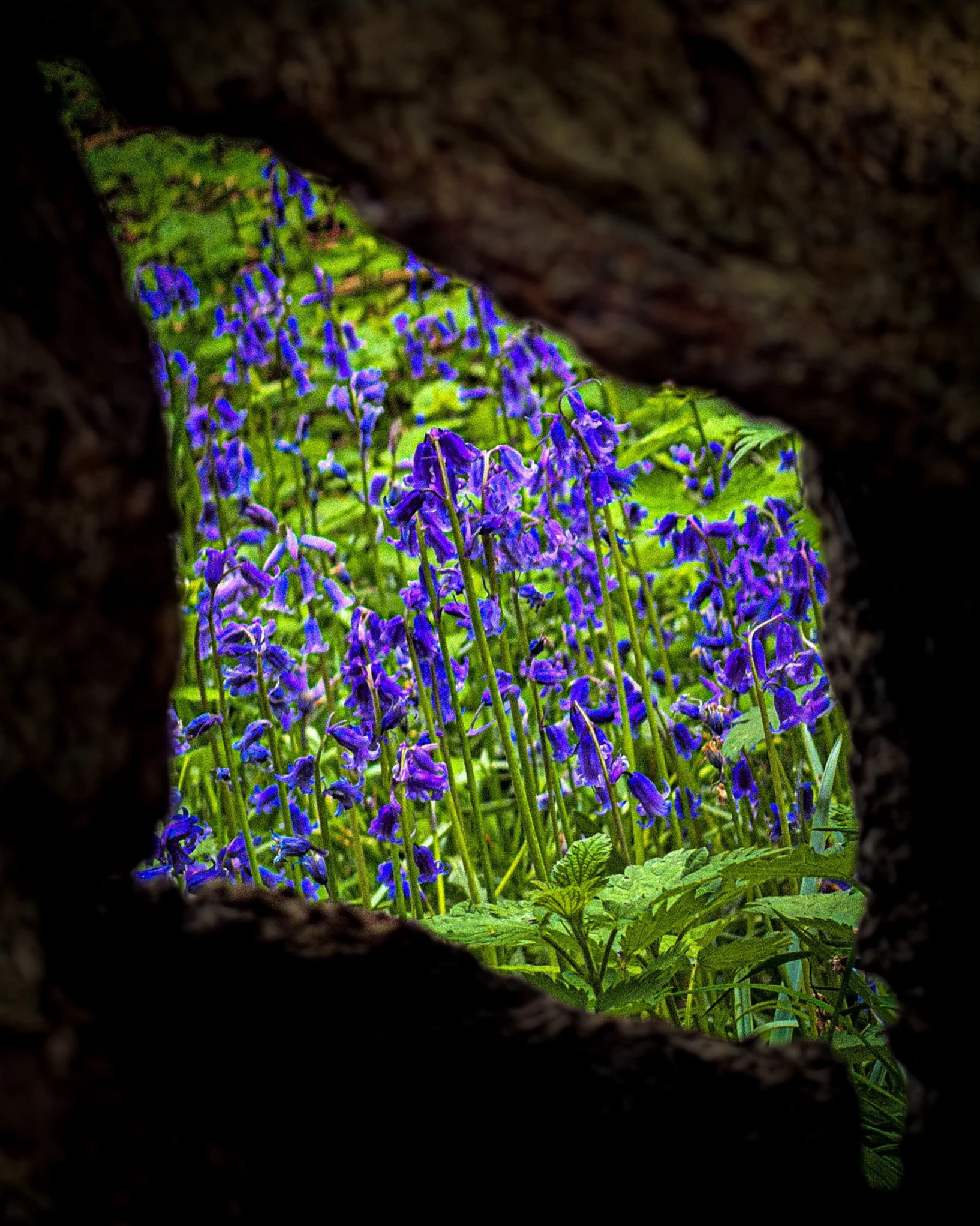 Bluebells+through+hollow+log.png