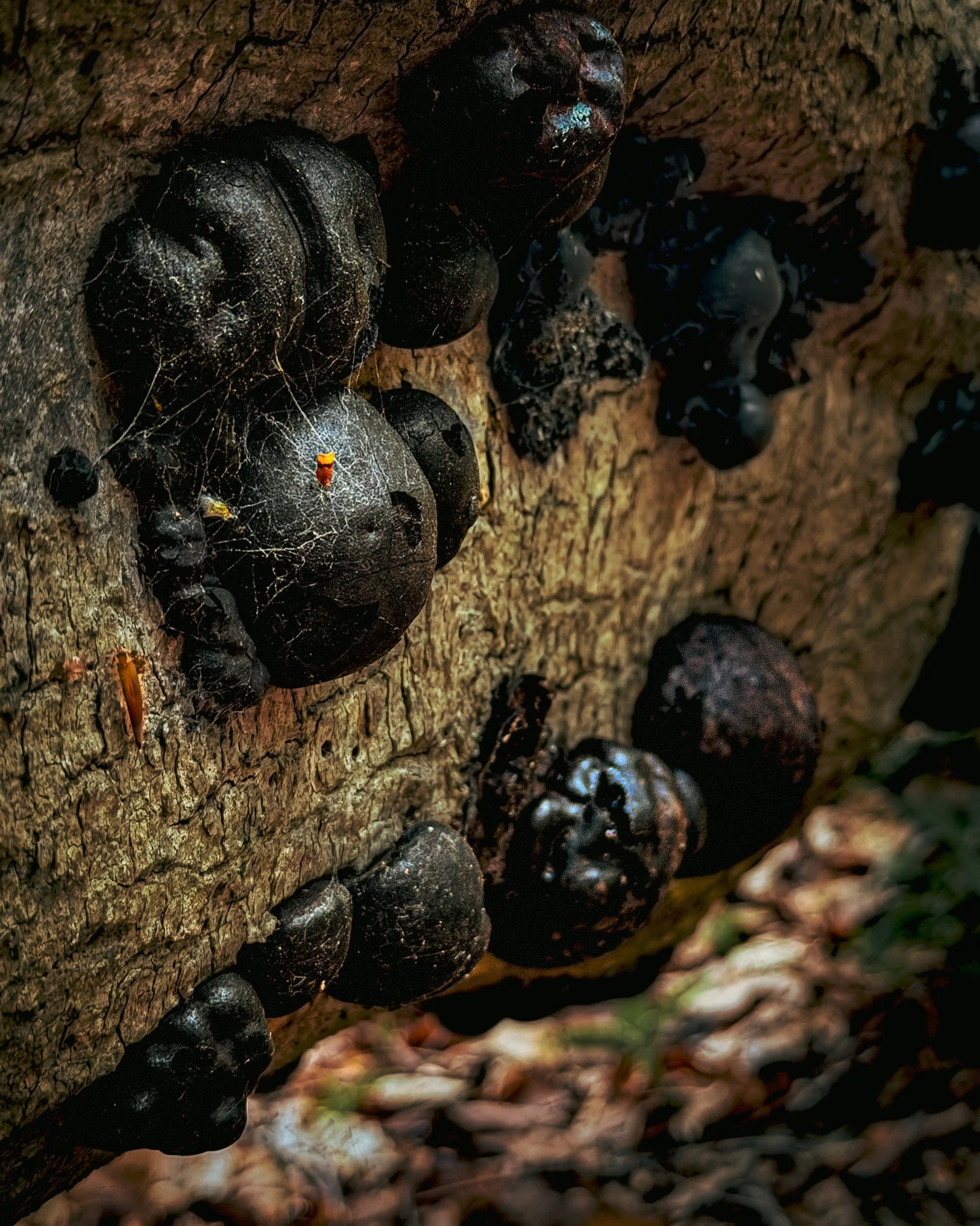 Black+fungi+on+bark.png