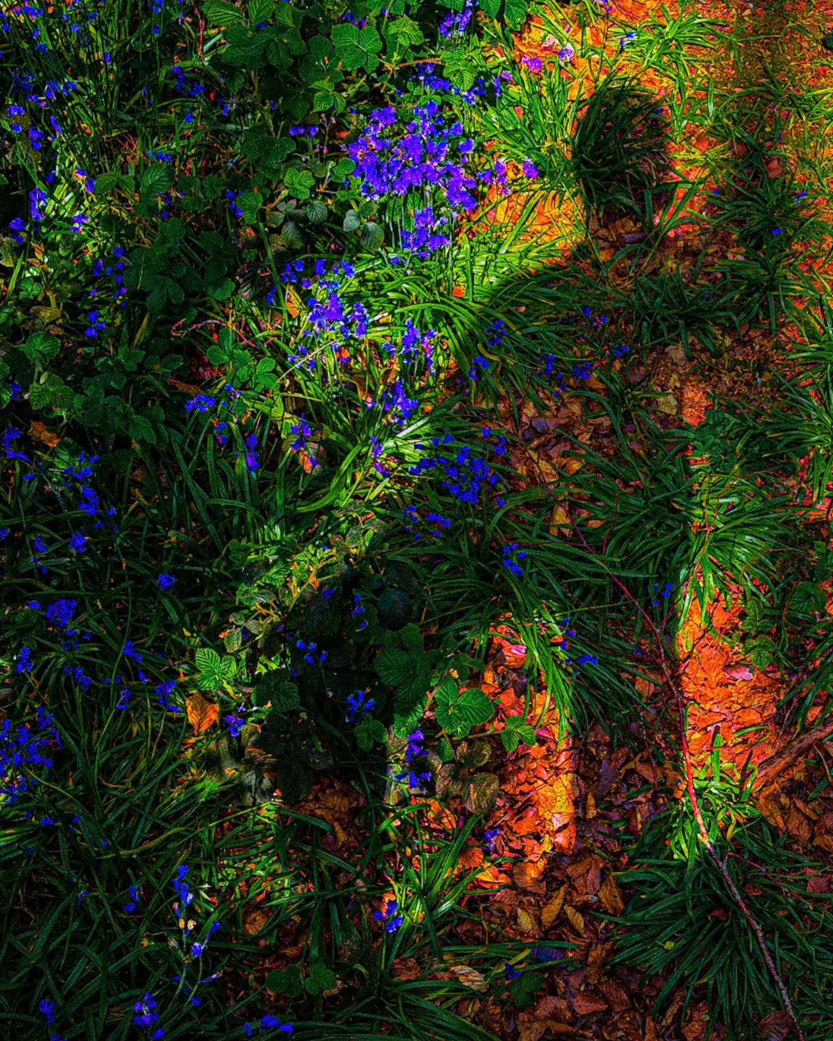 Silhouette+on+forest+floor.png