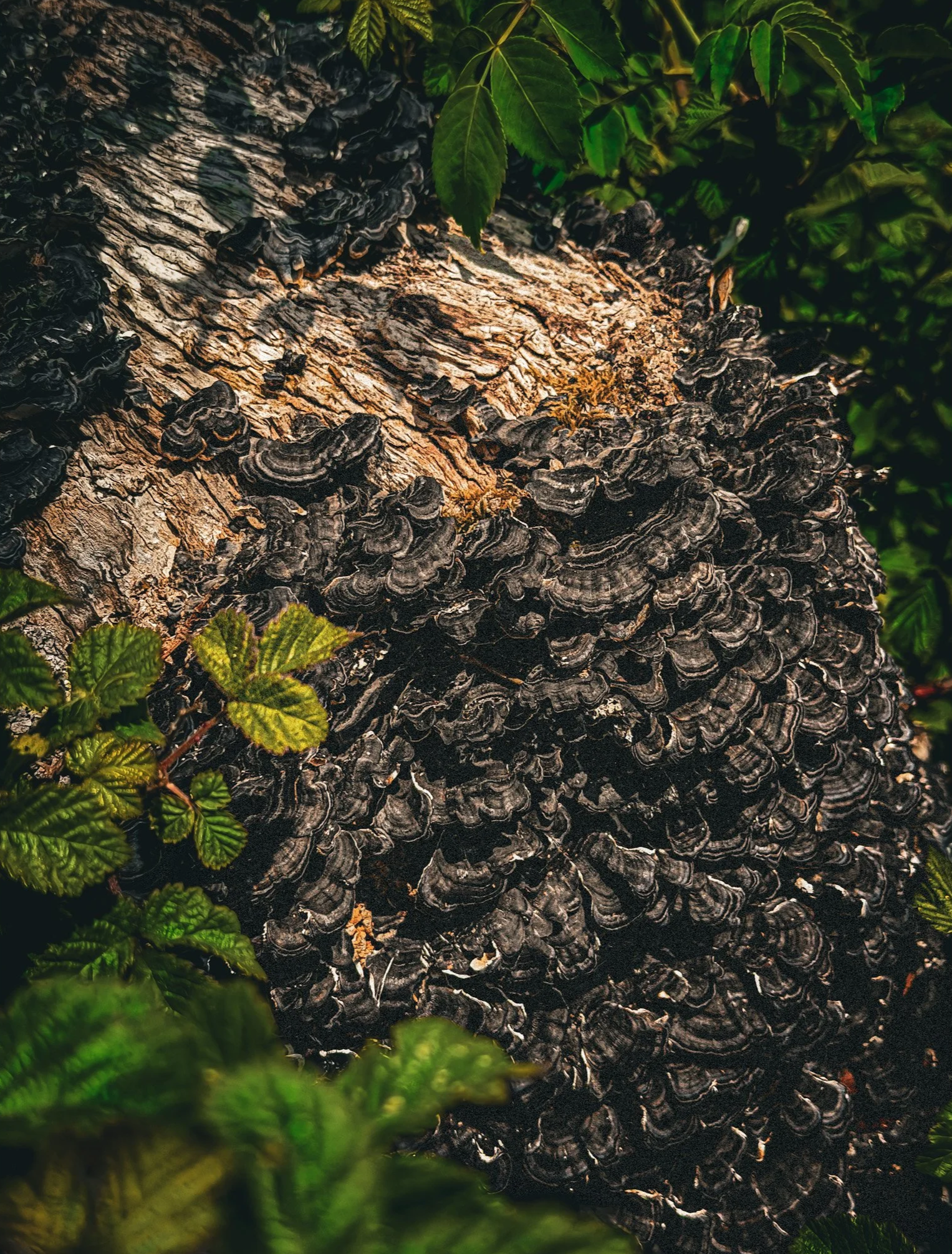 Turkey+Tail+Fungi%2C+overhead.png