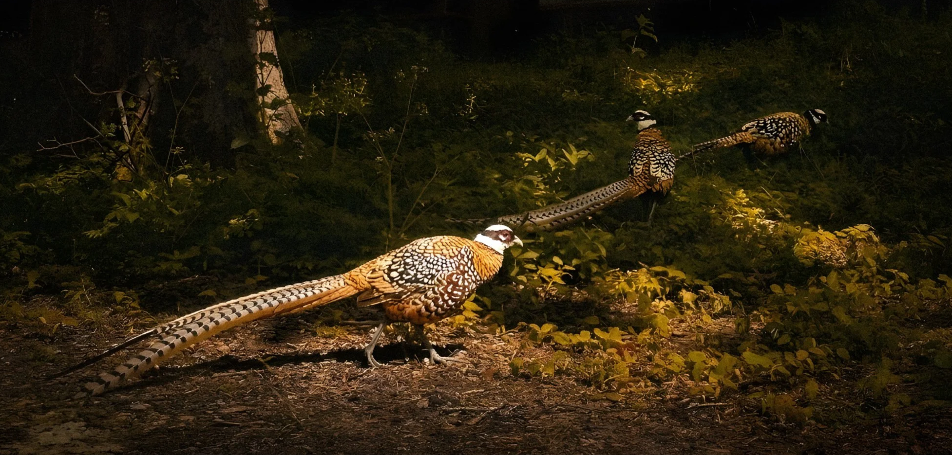 Three+Reeves+Pheasant+convoy.png