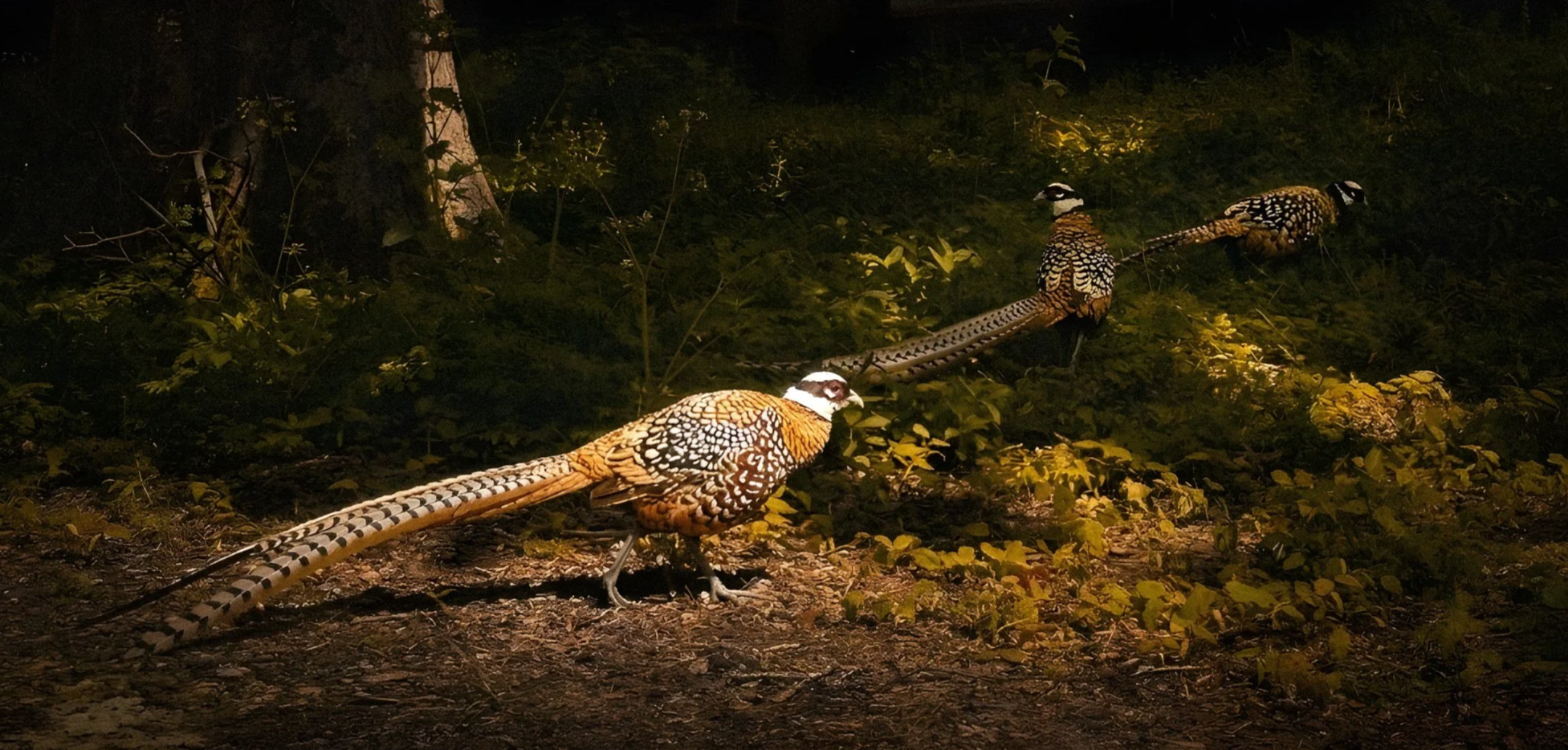 Three+Reeves+Pheasant+convoy.png