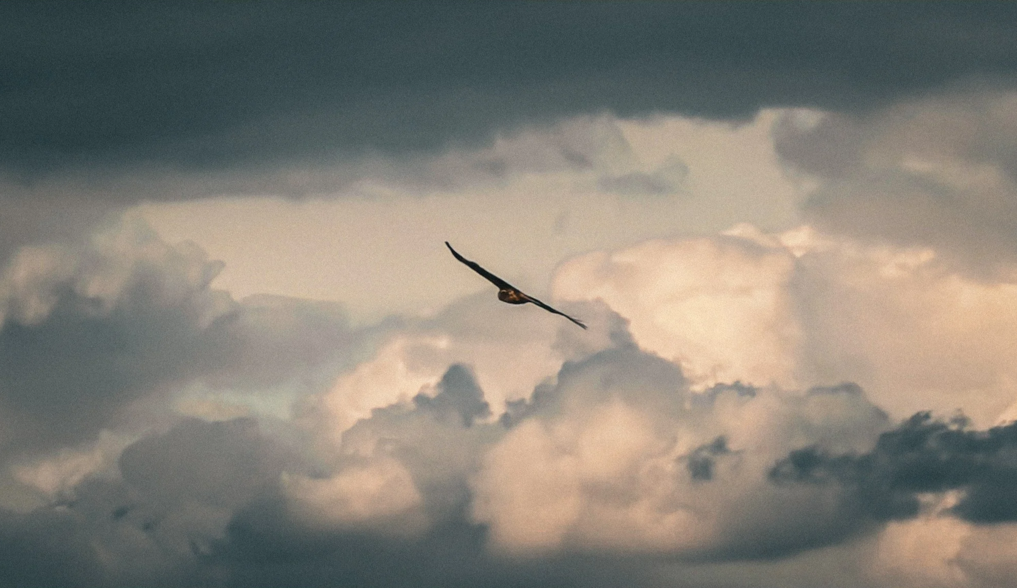 Red+kite+Soaring+Against+Storm+Clouds.png